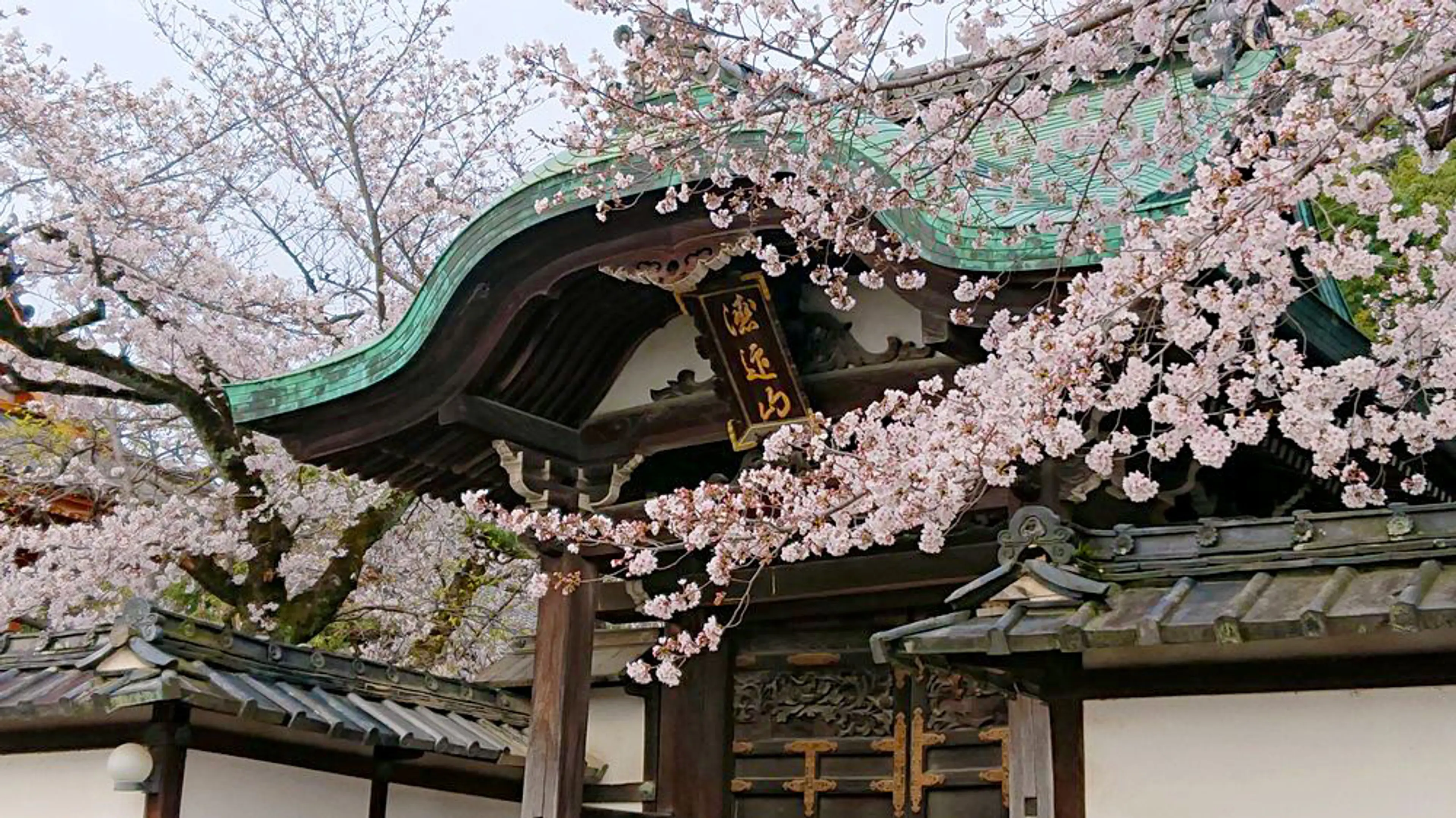 【正法寺（八幡市）】桜
