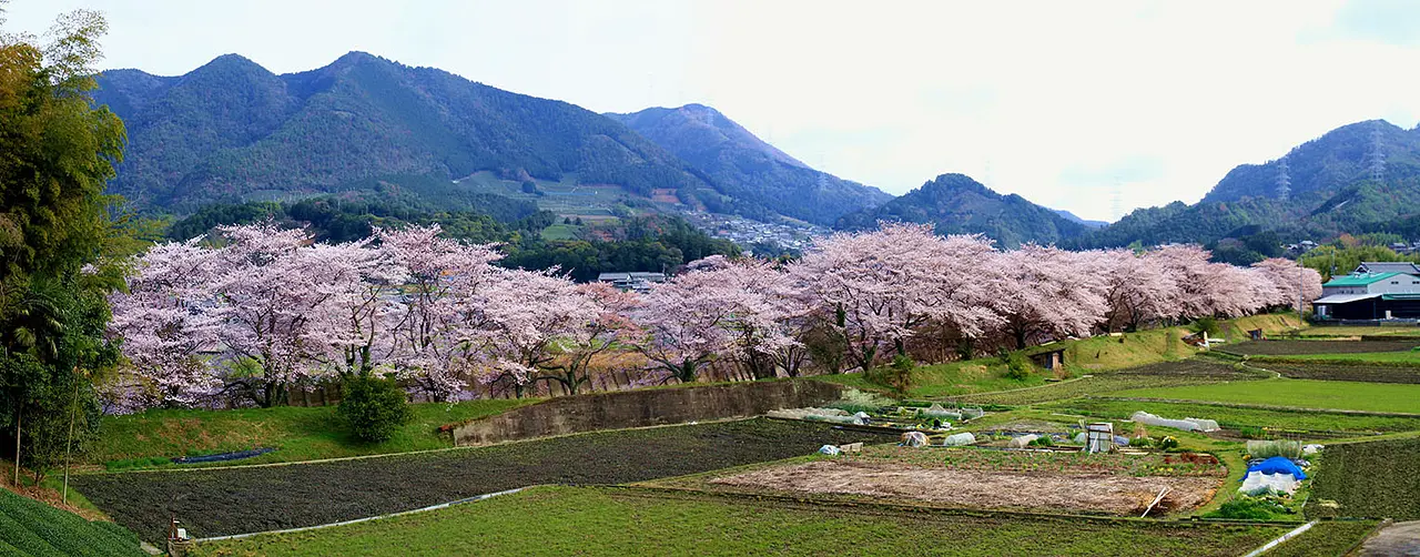 【和束川祝橋】桜