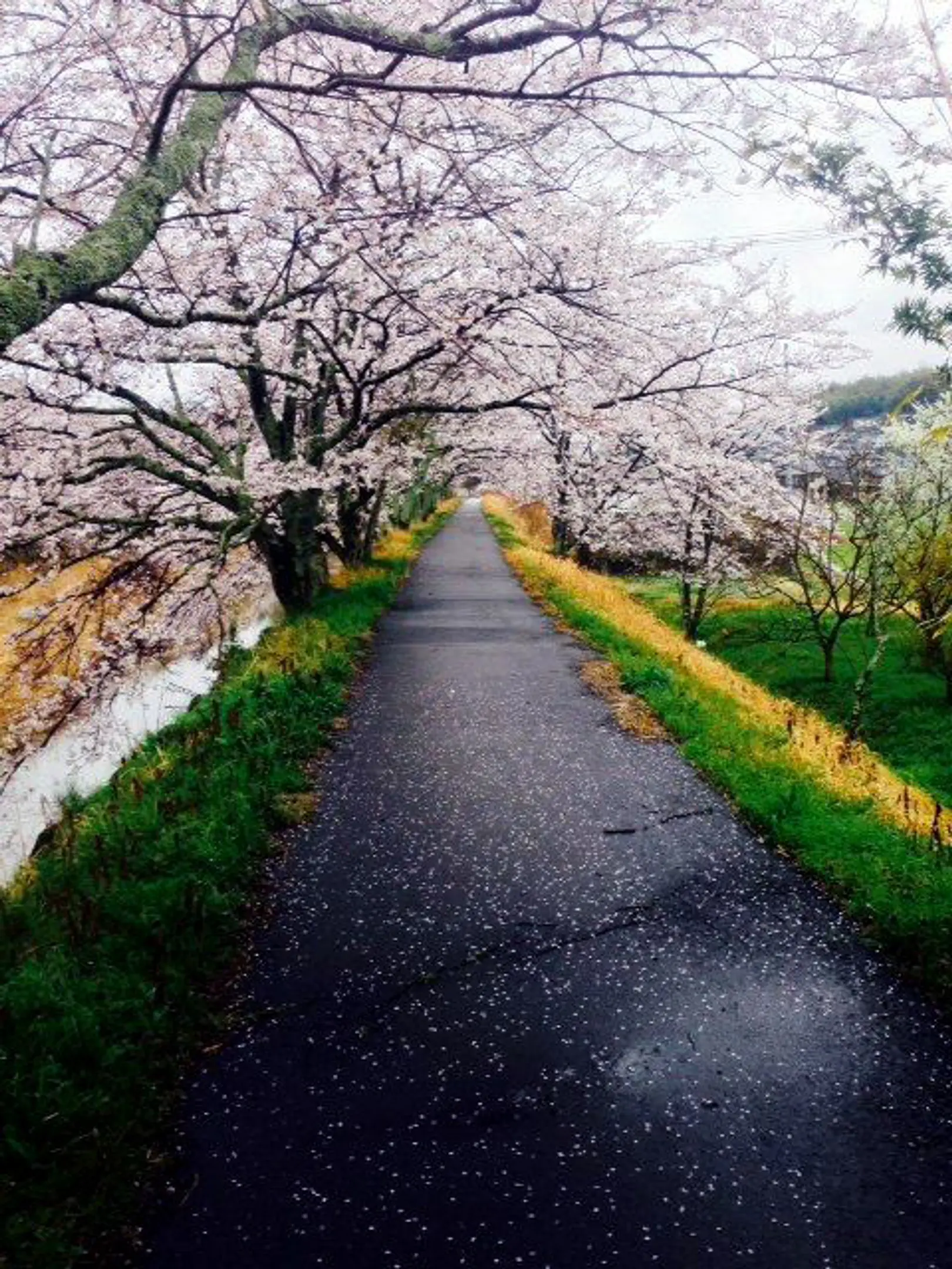 【和束川祝橋】桜