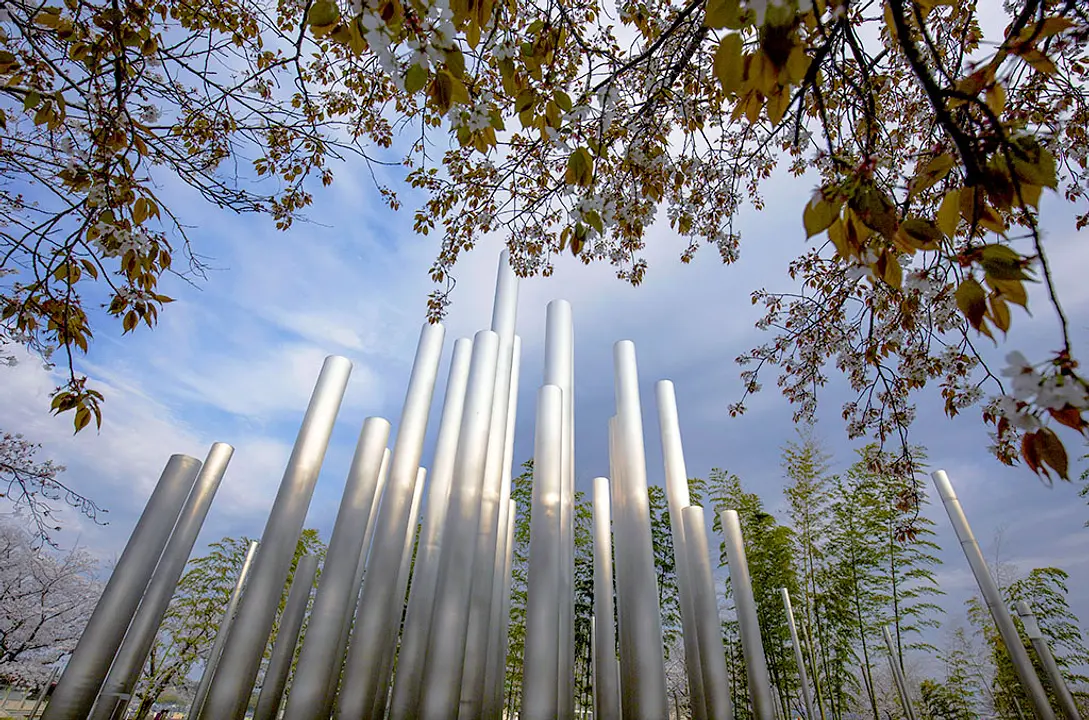 【ふれあい広場】桜