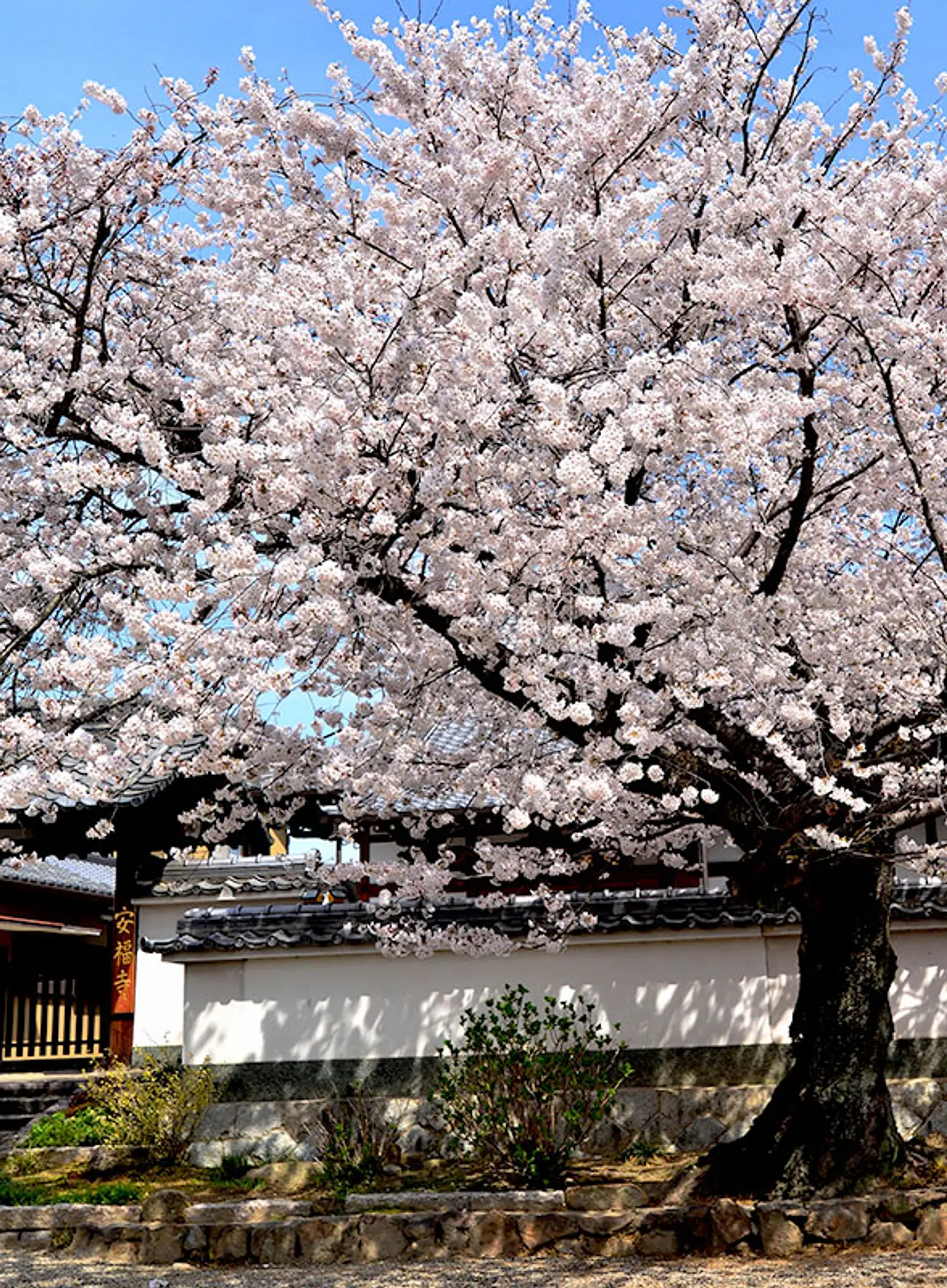 【安福寺】桜