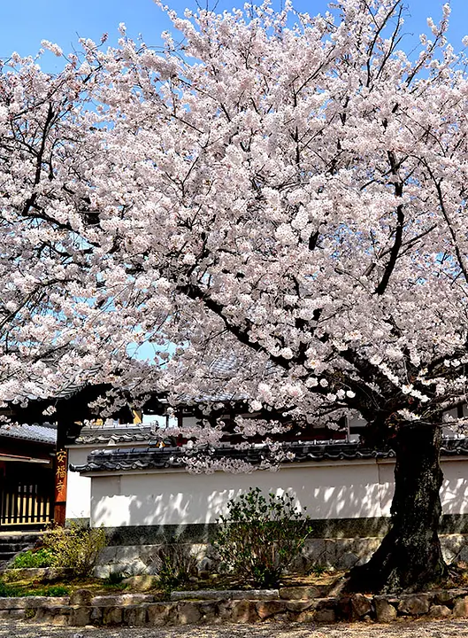【安福寺】桜