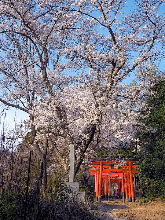【栄寿神社（稲荷山）】桜