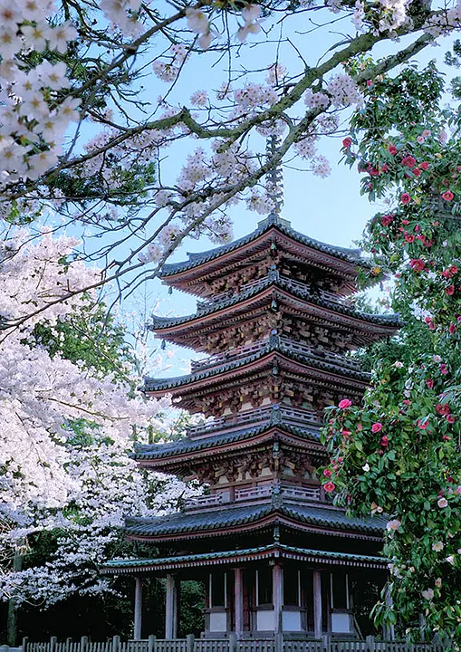 【海住山寺】桜