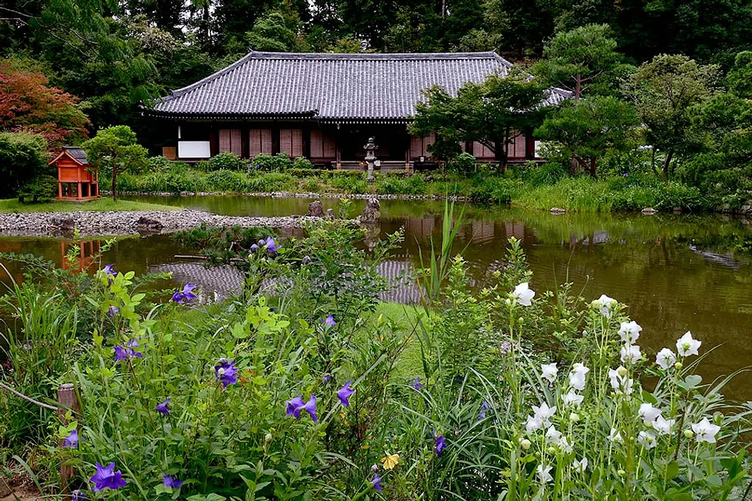 【浄瑠璃寺】キキョウ