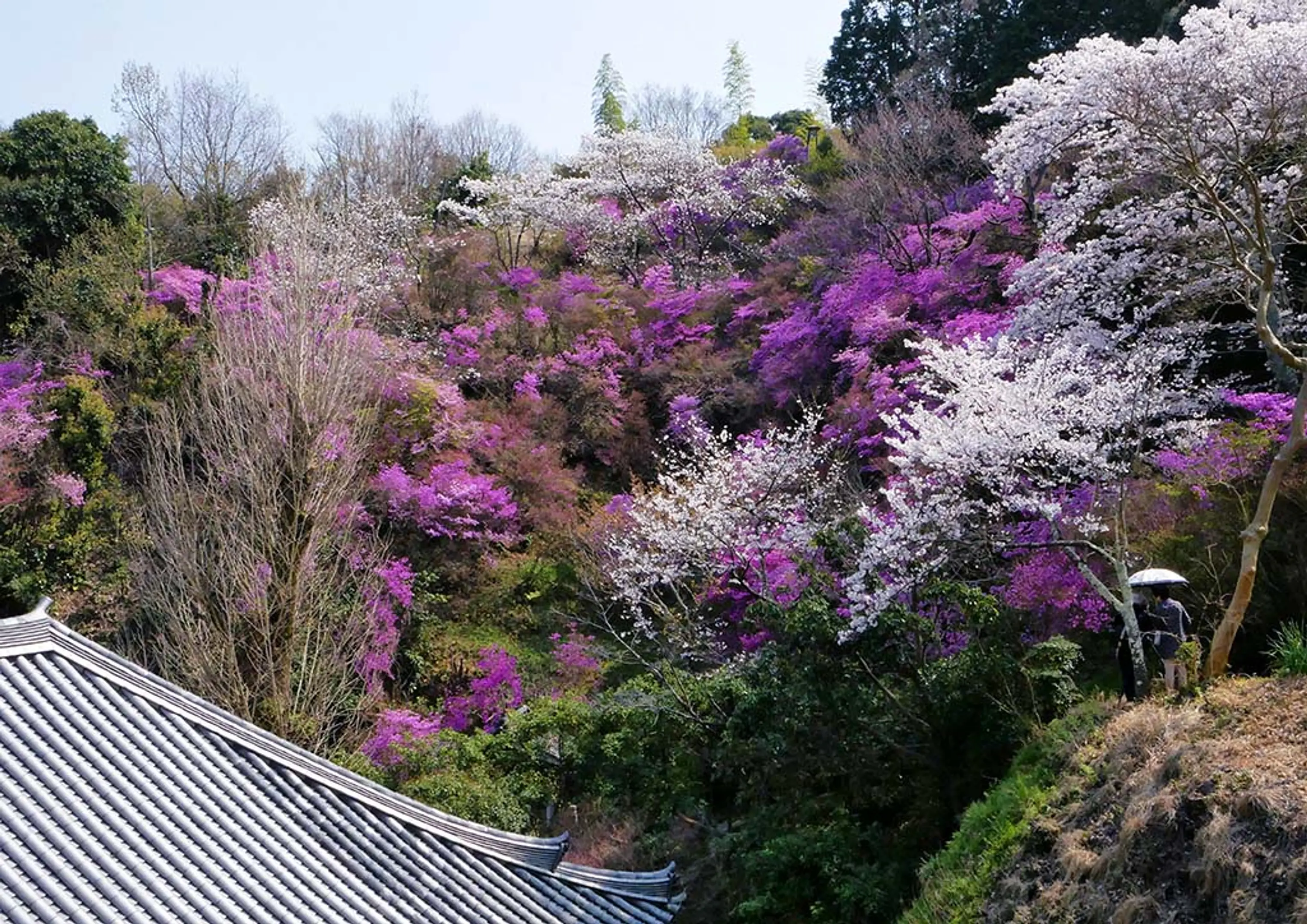 【神童寺】みつばつつじ
