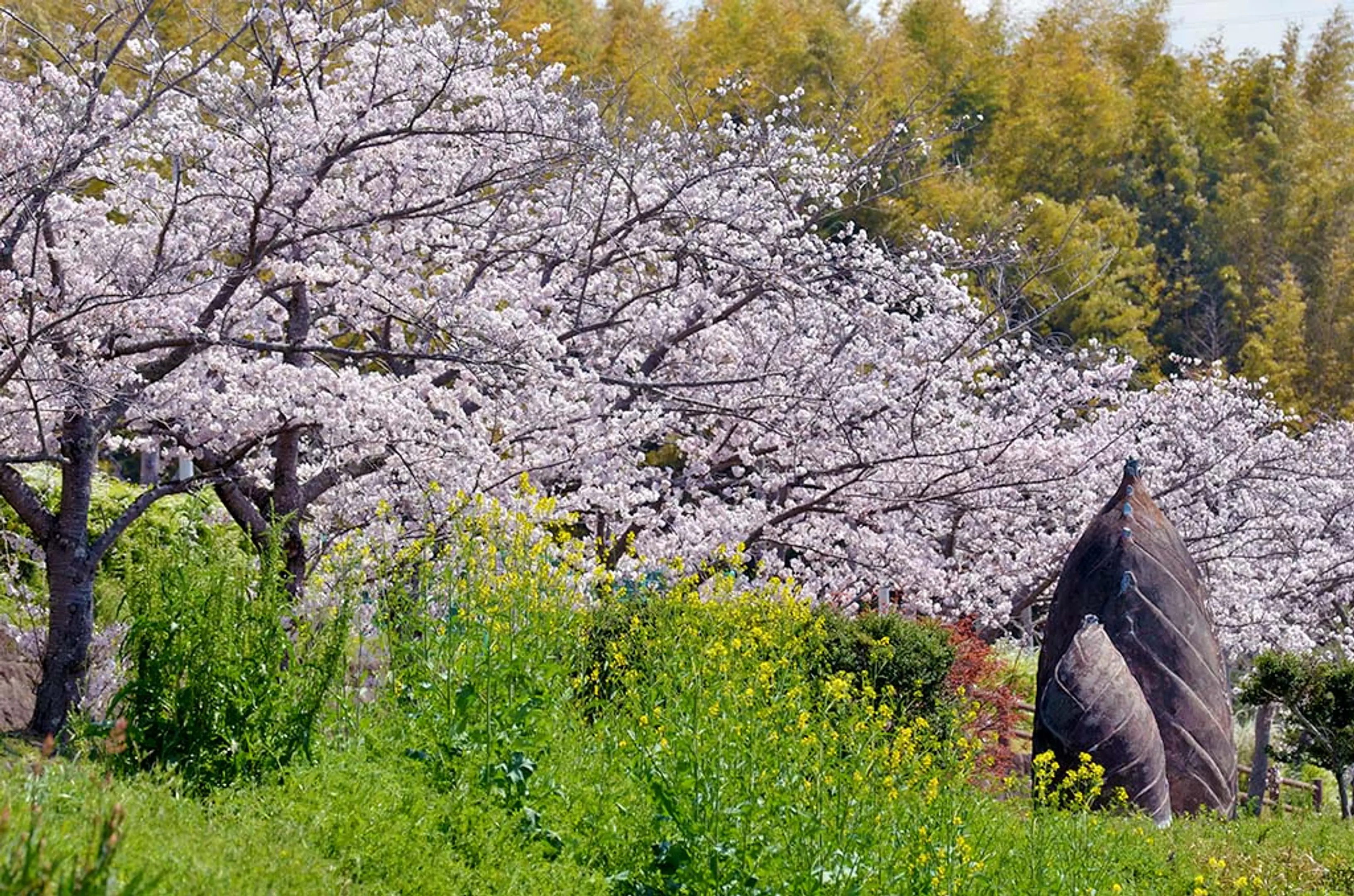 【不動川公園】桜