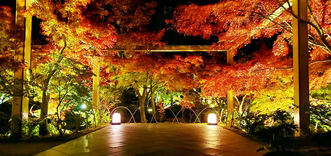 紅葉ライトアップ.jpg