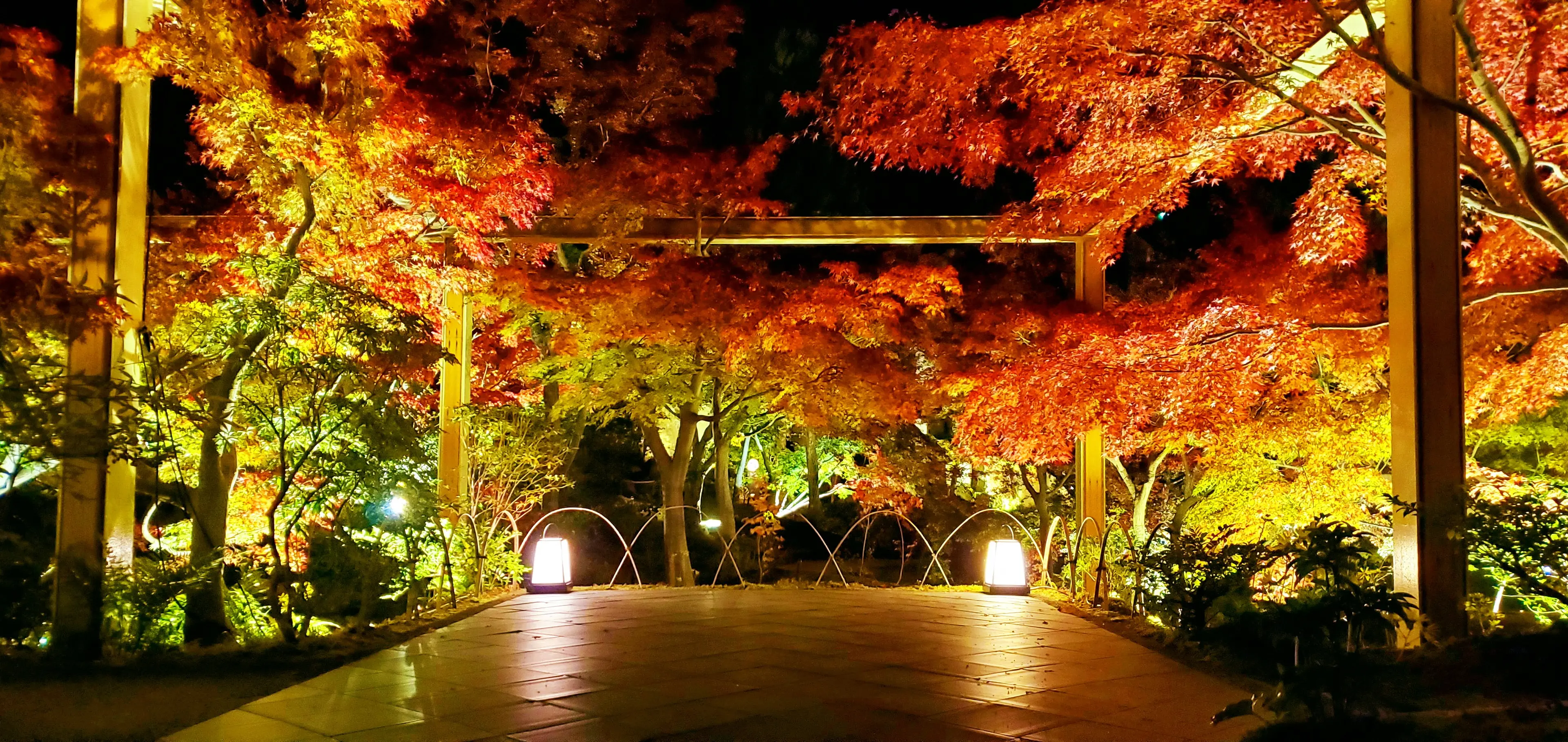 紅葉ライトアップ.jpg