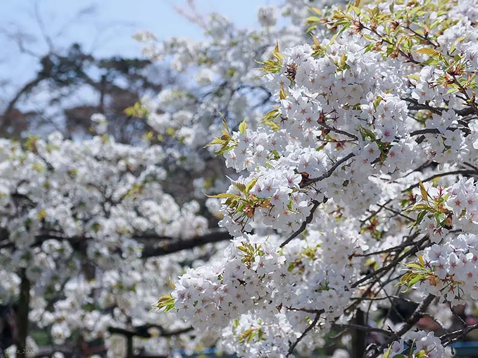【大原野神社】桜