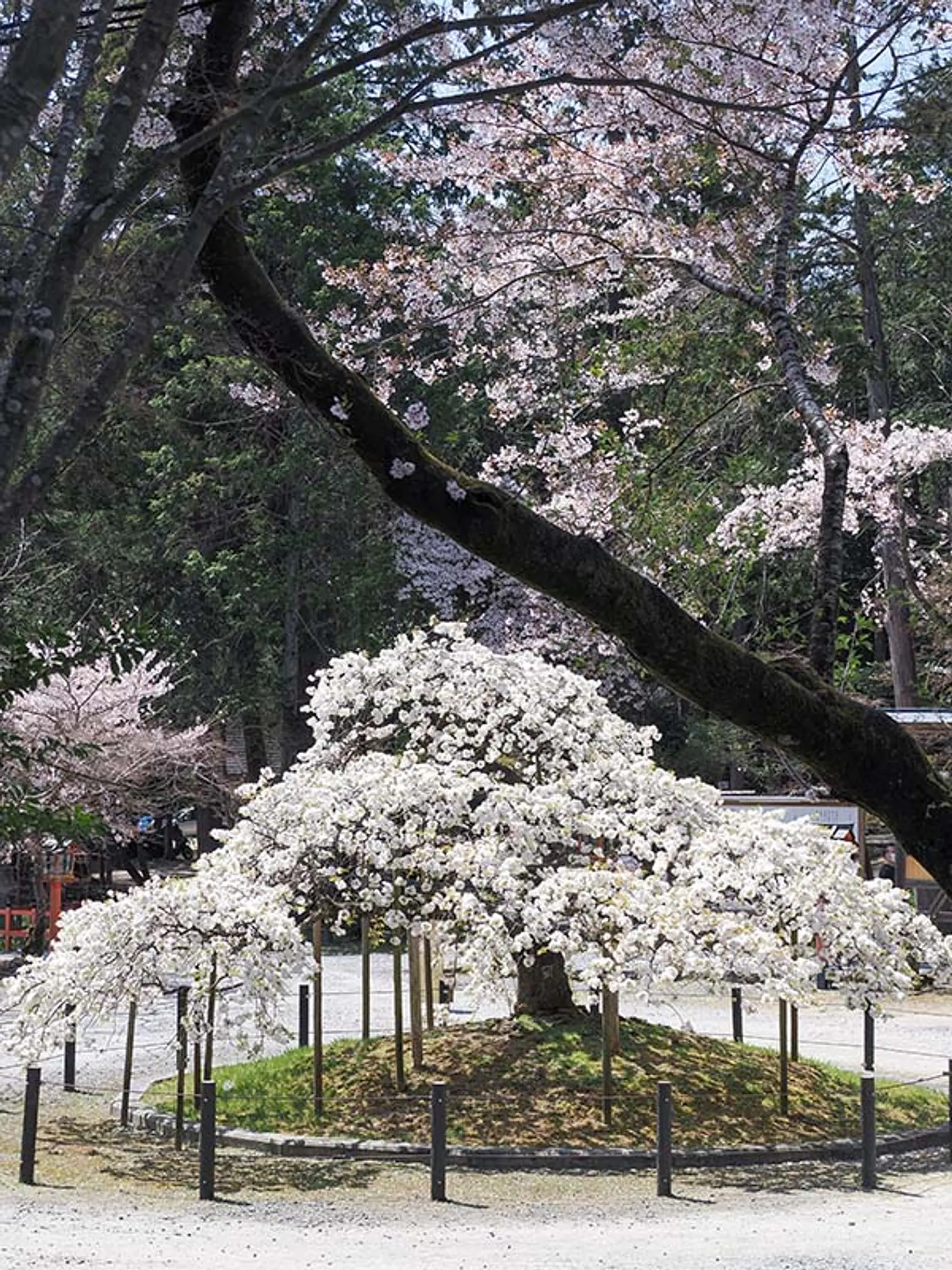 【大原野神社】桜