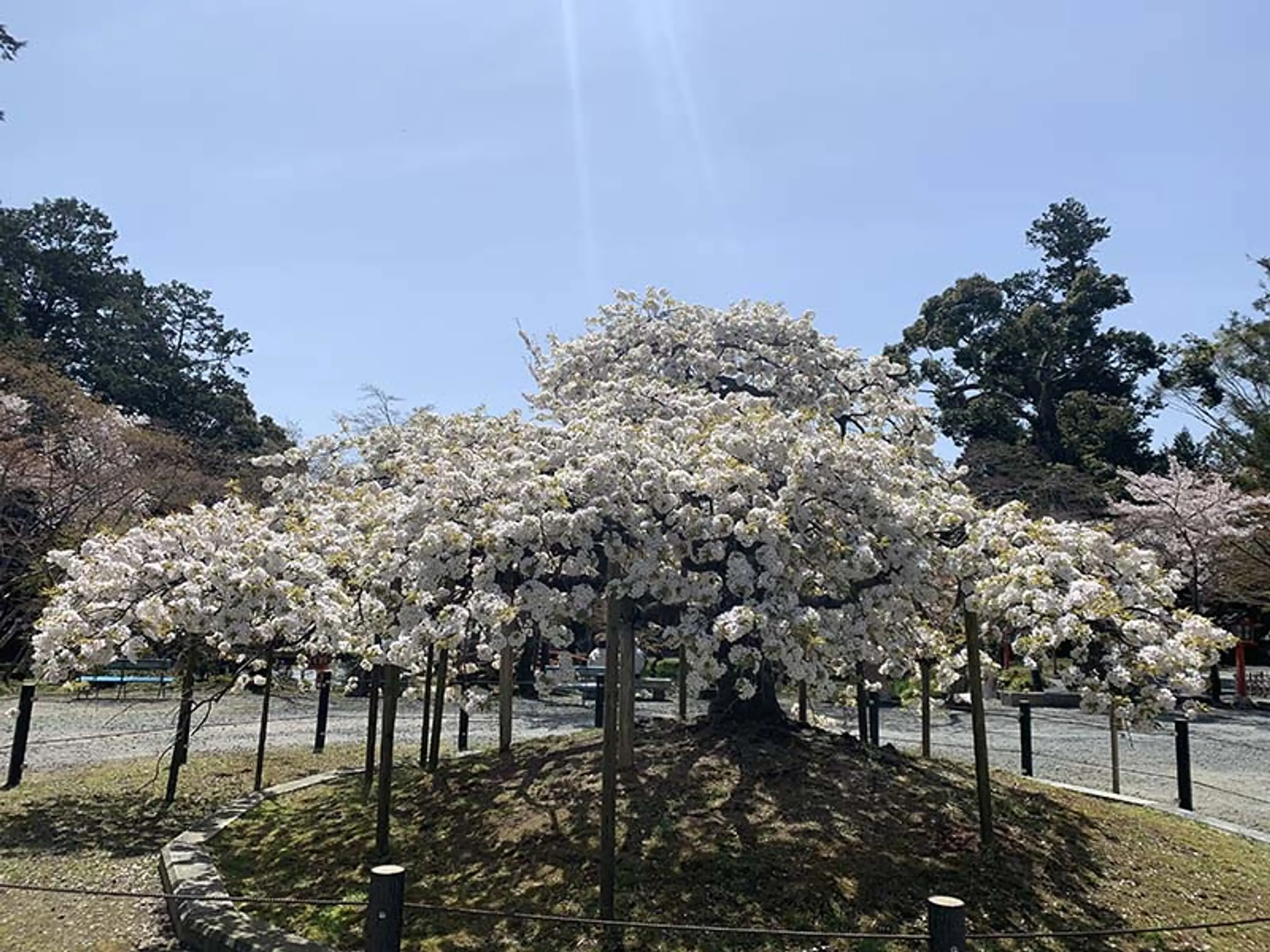 【大原野神社】桜