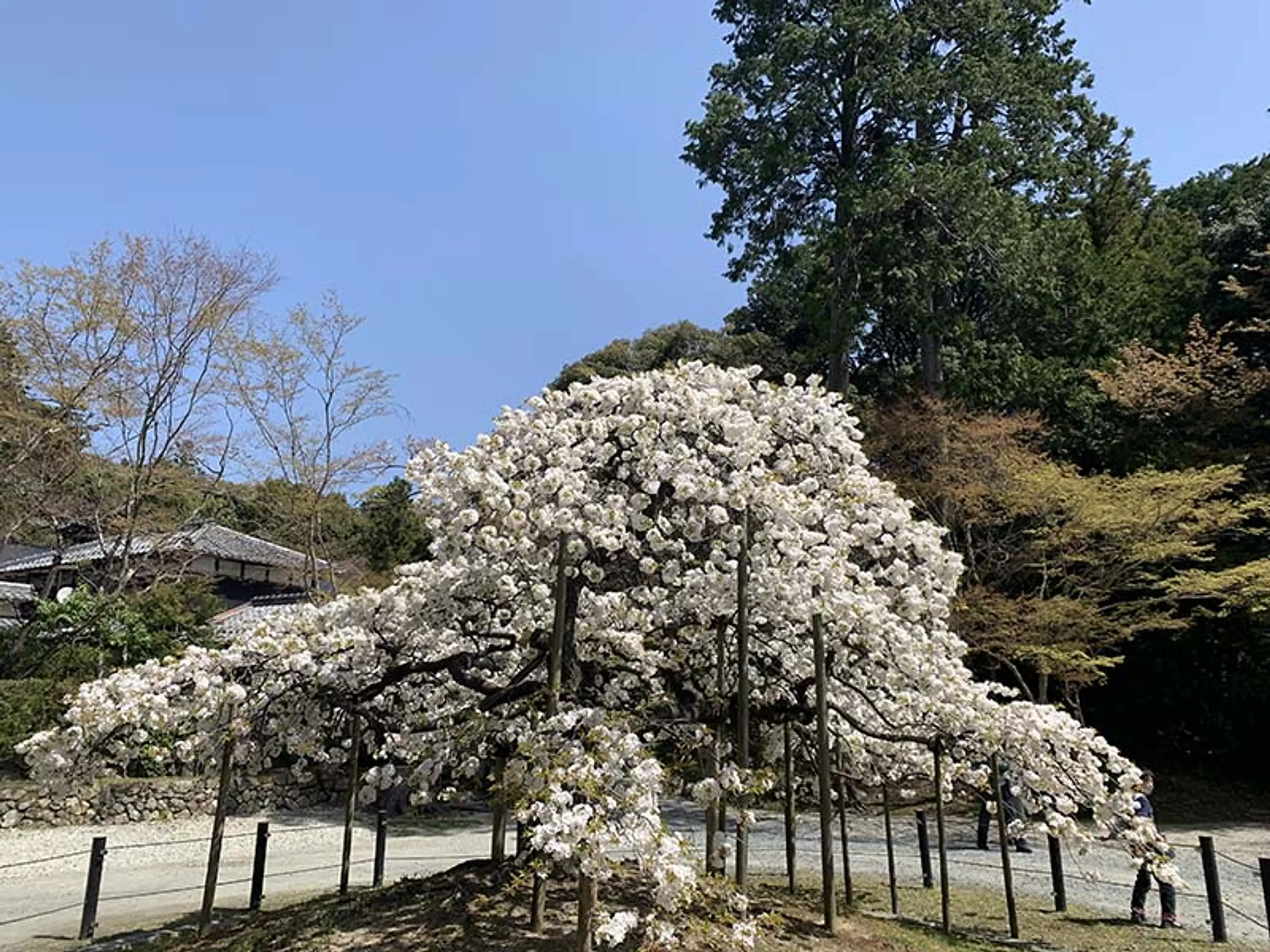 【大原野神社】桜