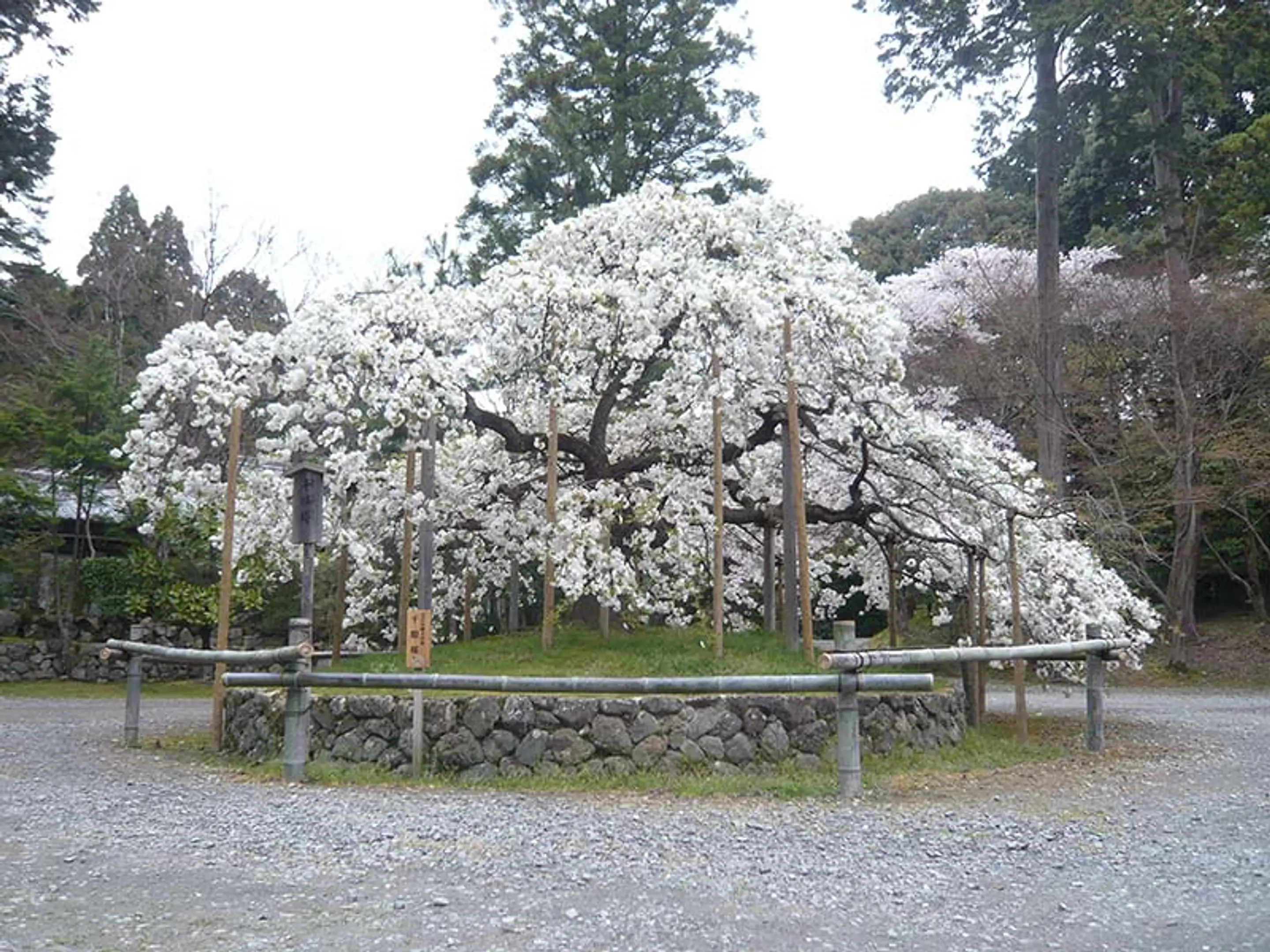 【大原野神社】桜