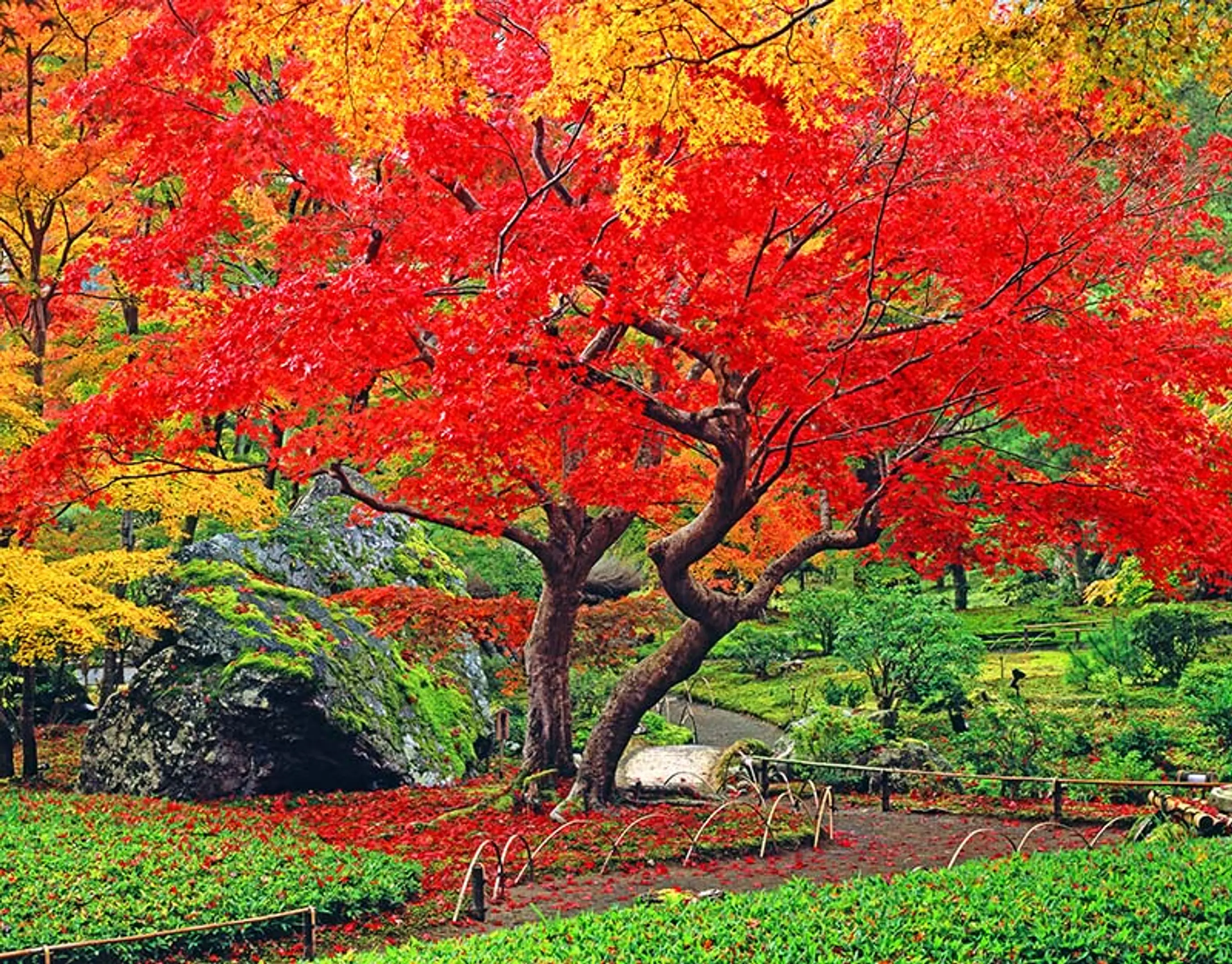 【天龍寺塔頭宝厳院】紅葉