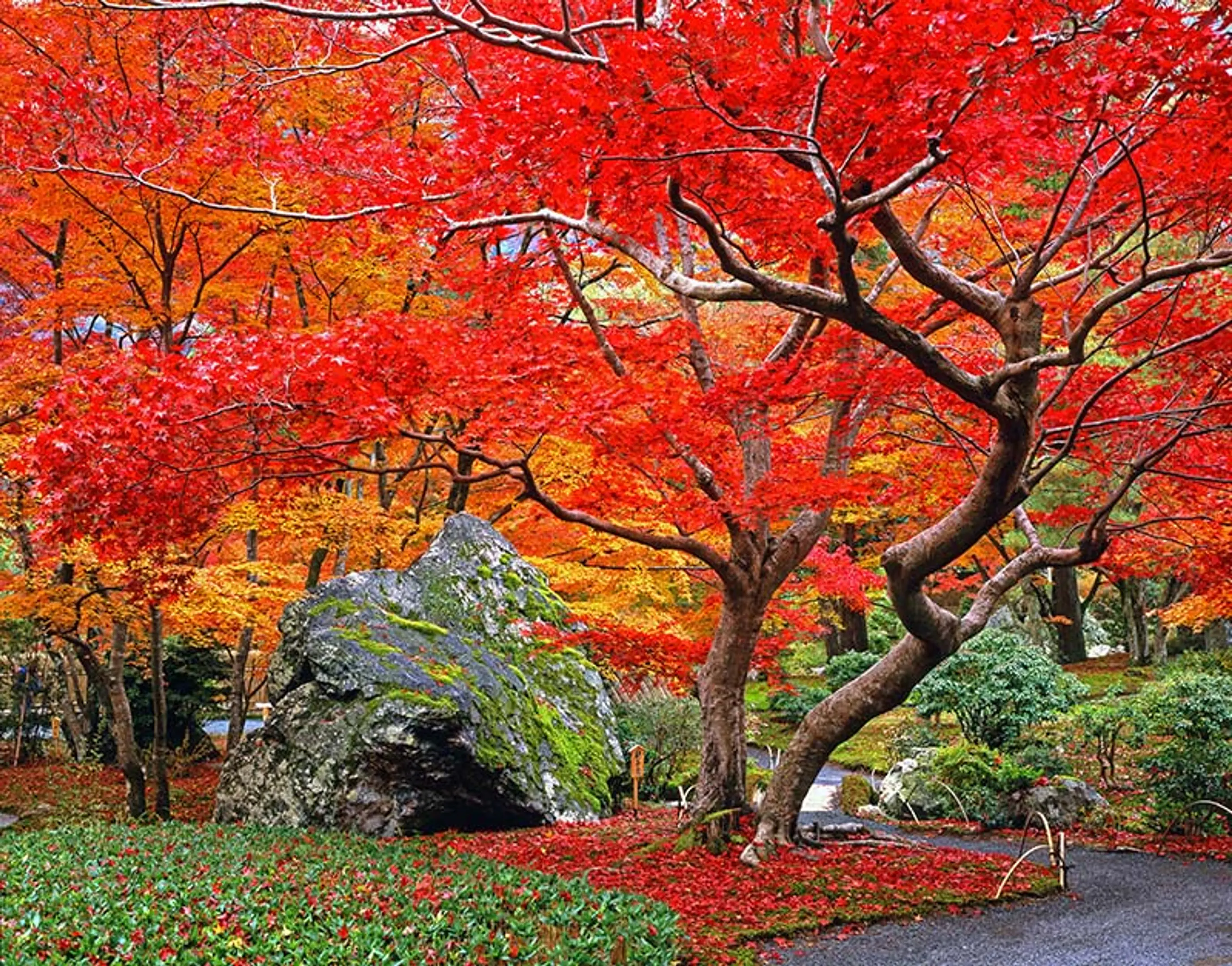 【天龍寺塔頭宝厳院】紅葉