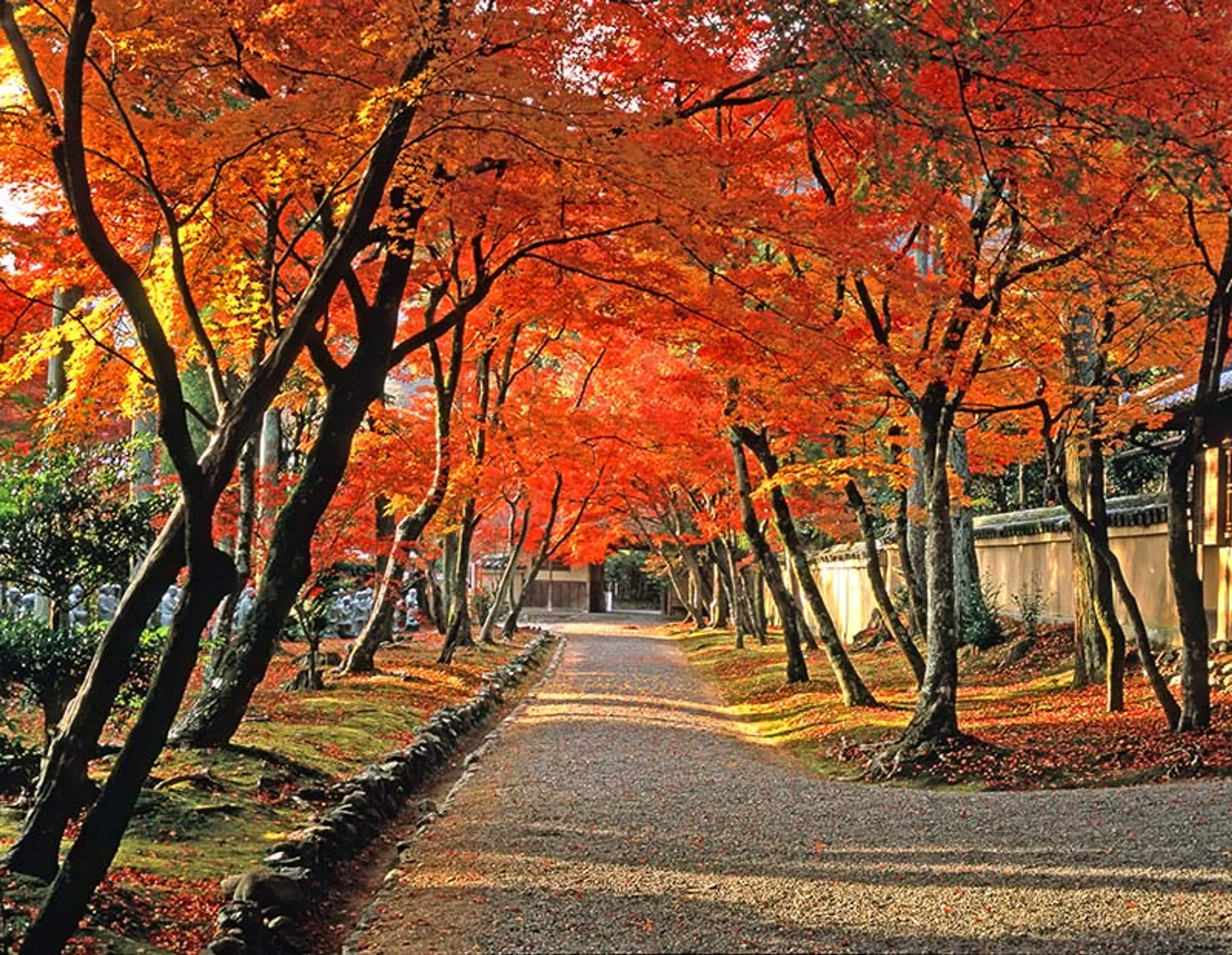 【天龍寺塔頭宝厳院】紅葉