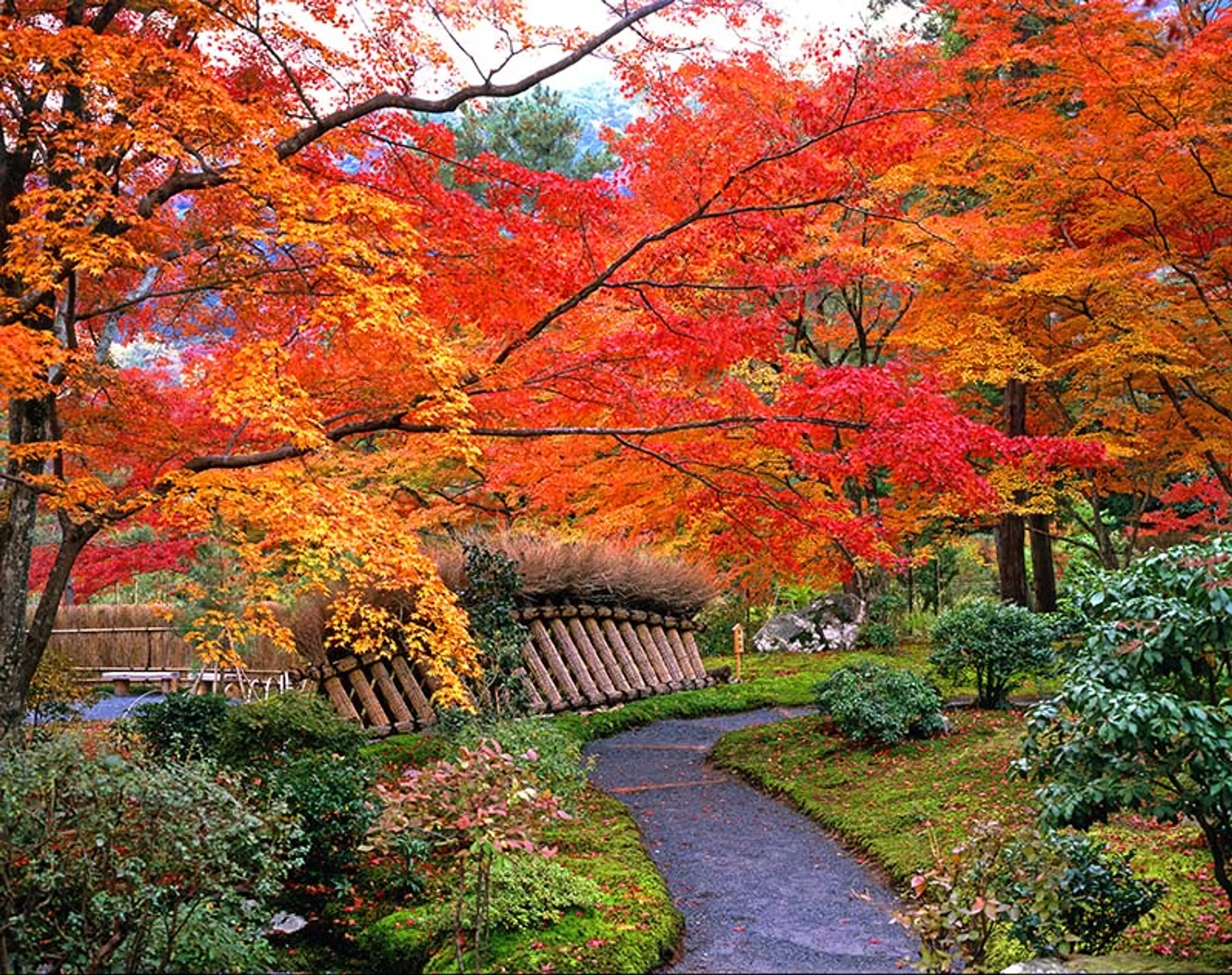 【天龍寺塔頭宝厳院】紅葉