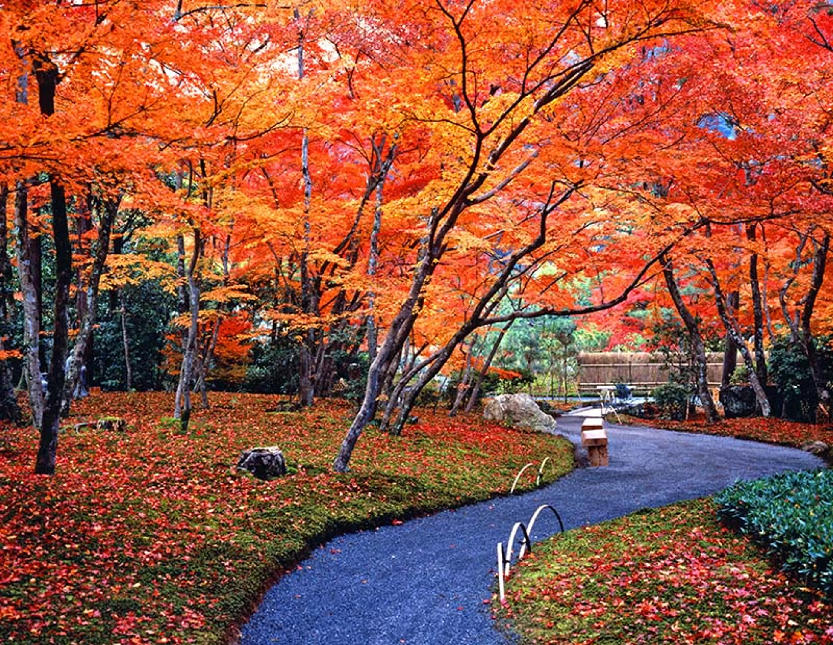 【天龍寺塔頭宝厳院】紅葉