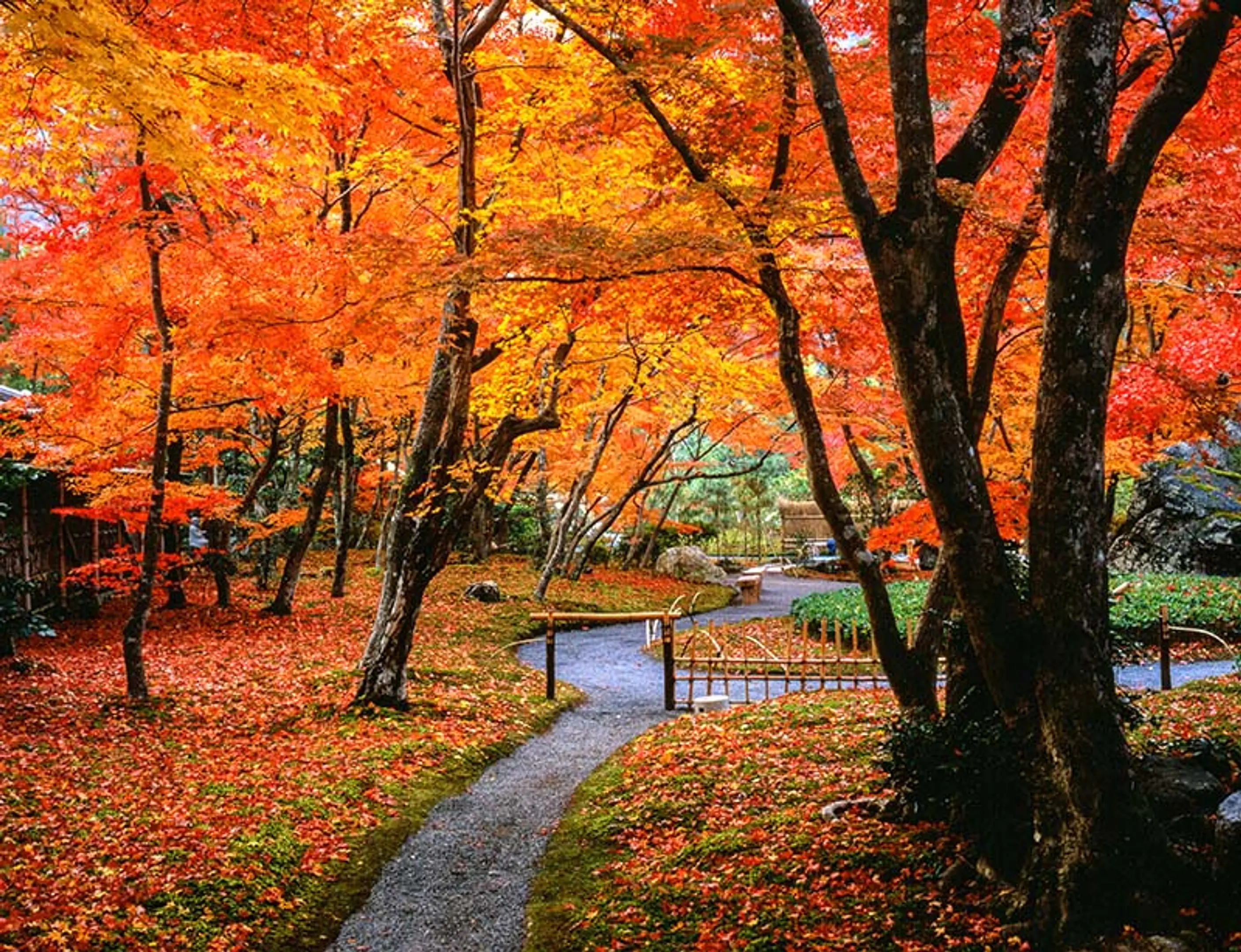 【天龍寺塔頭宝厳院】紅葉