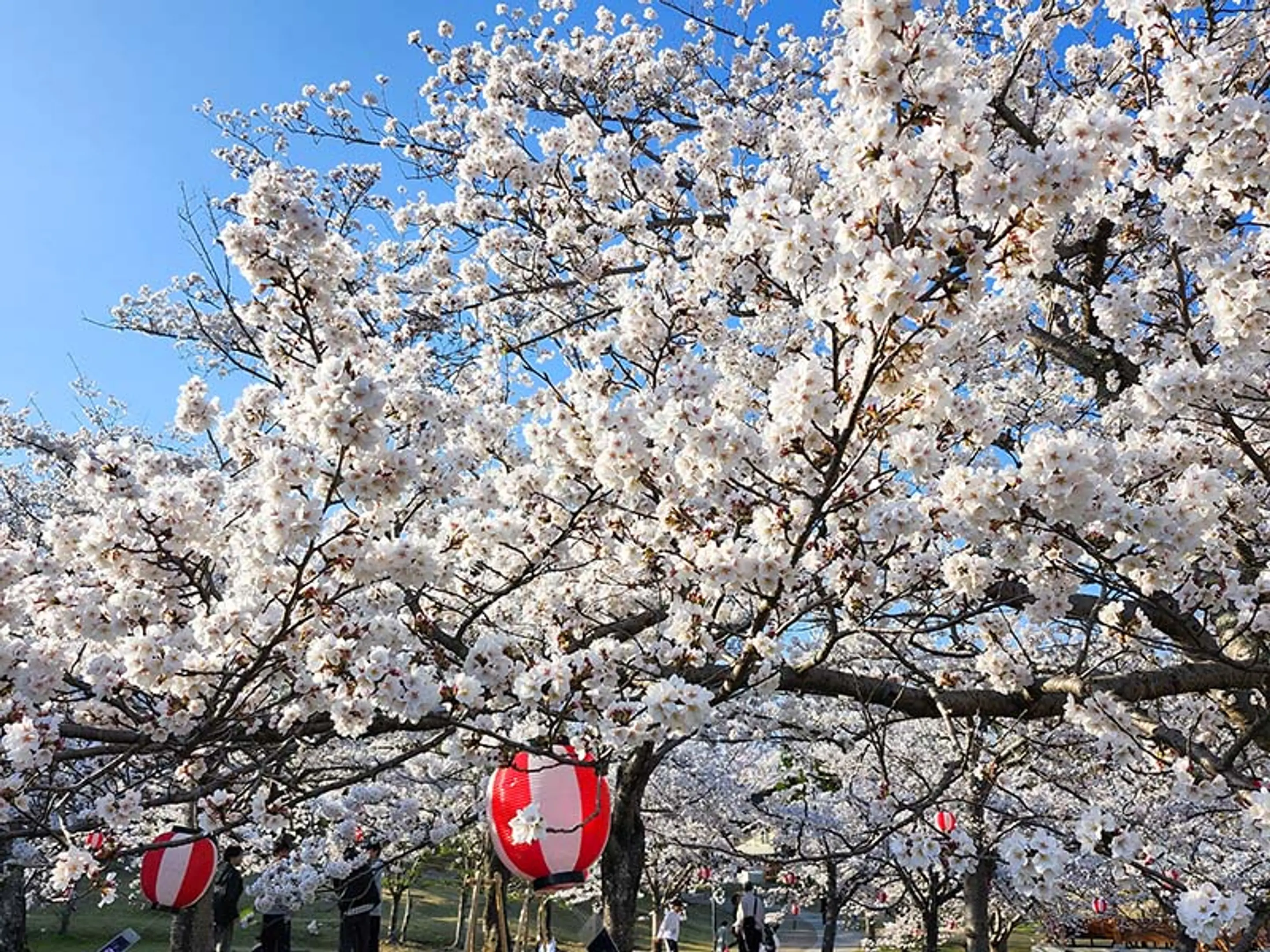 【けいはんな記念公園】桜