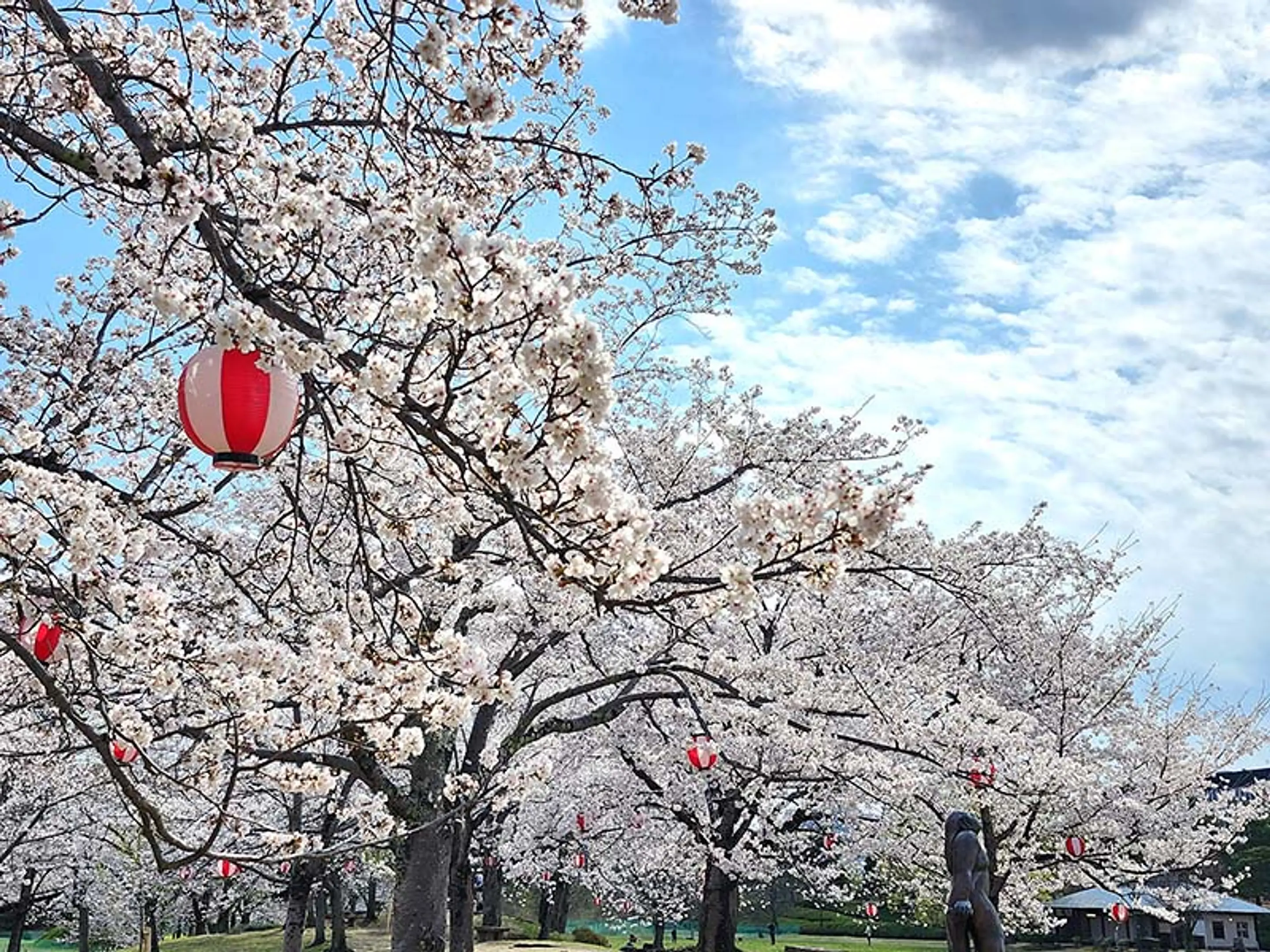【けいはんな記念公園】桜