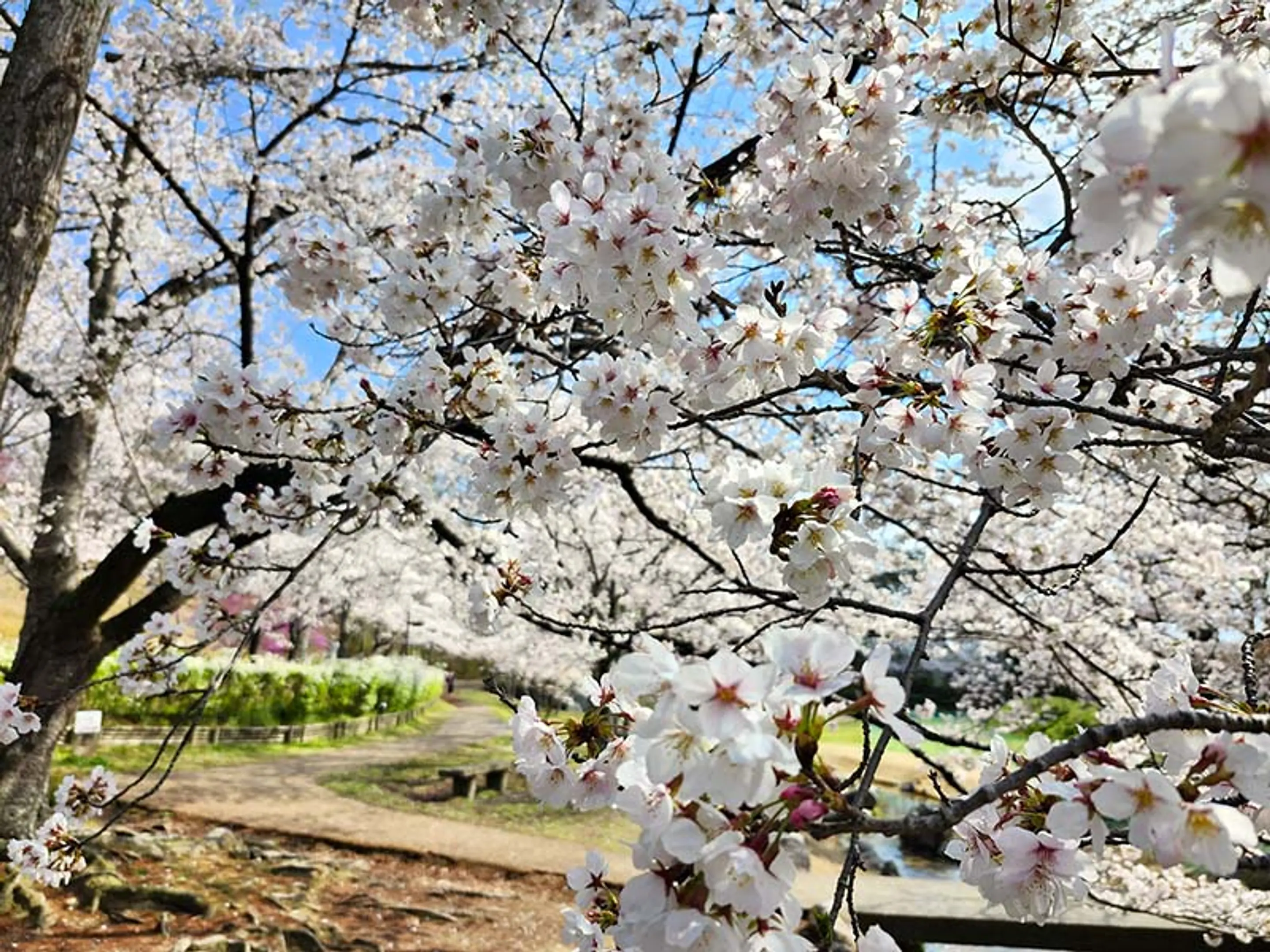 【けいはんな記念公園】桜