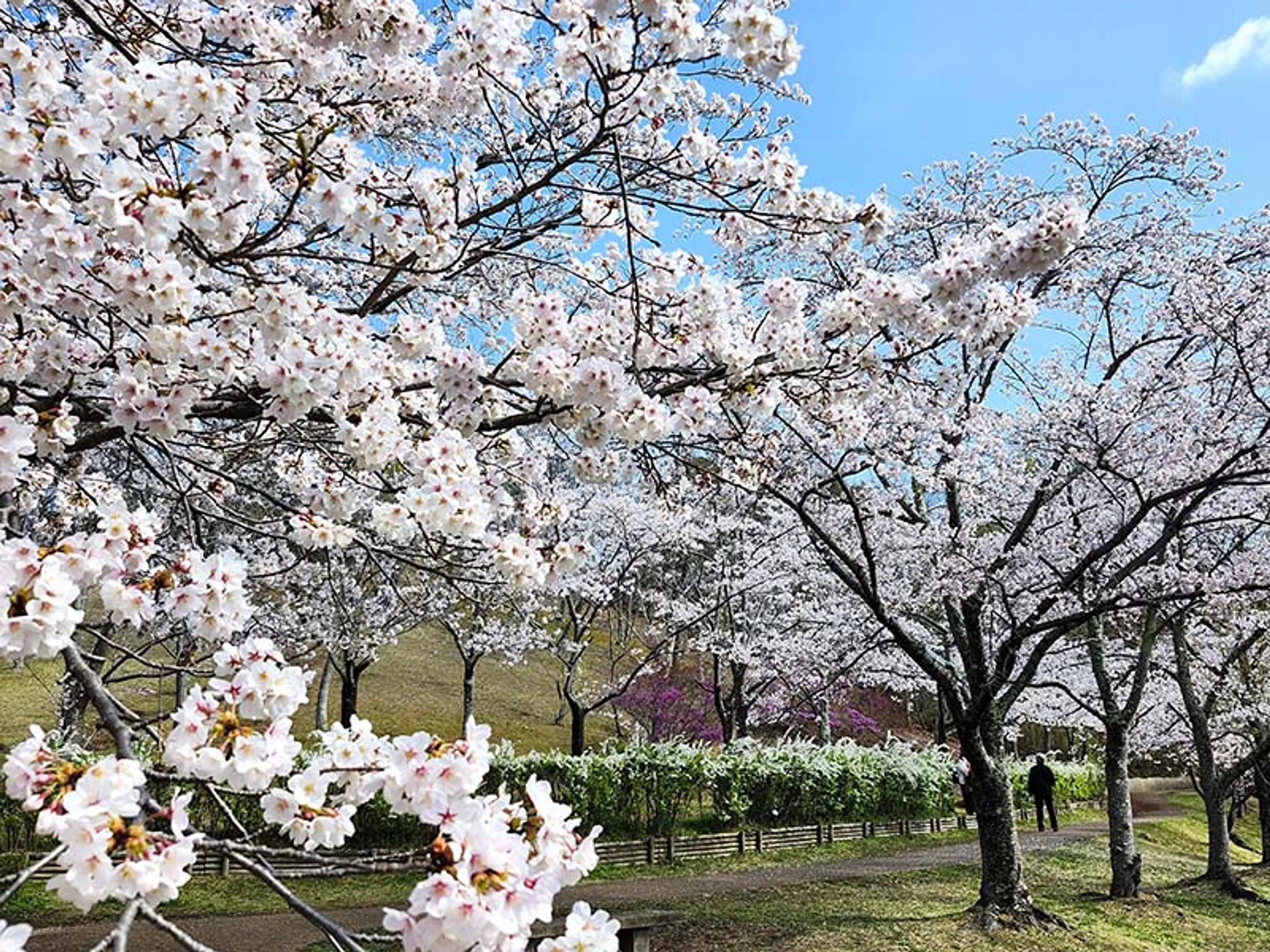 【けいはんな記念公園】桜