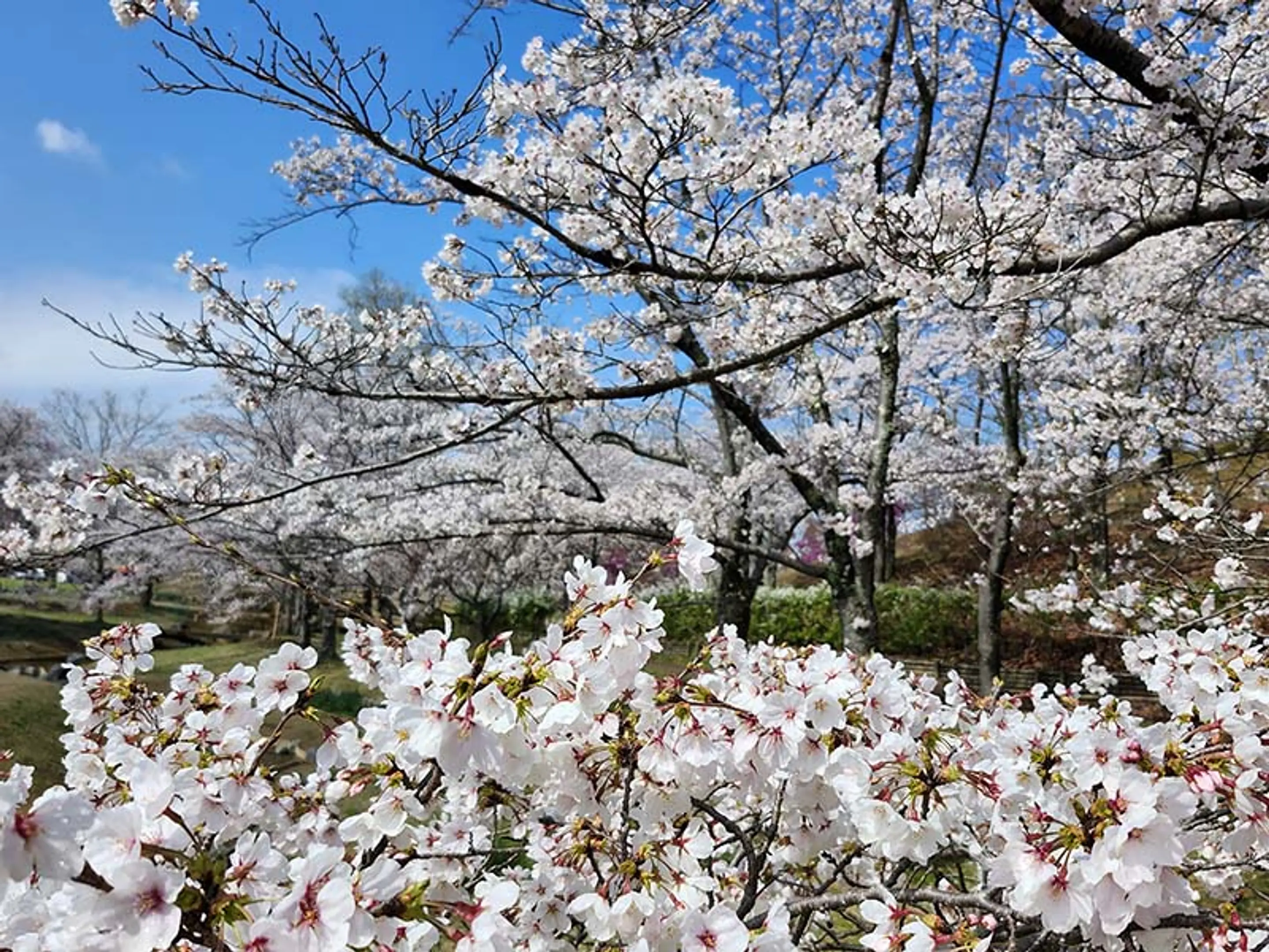 【けいはんな記念公園】桜