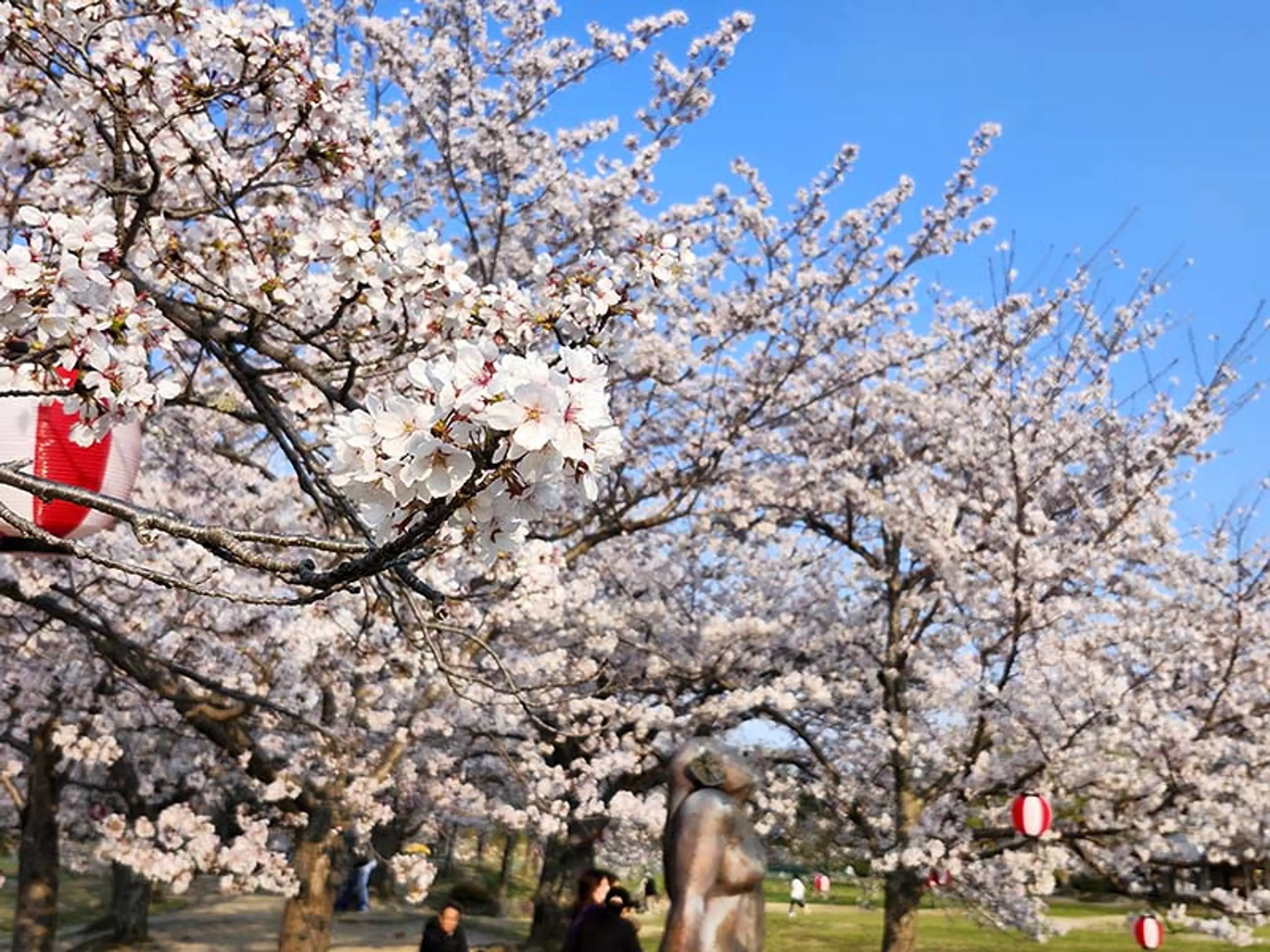【けいはんな記念公園】桜