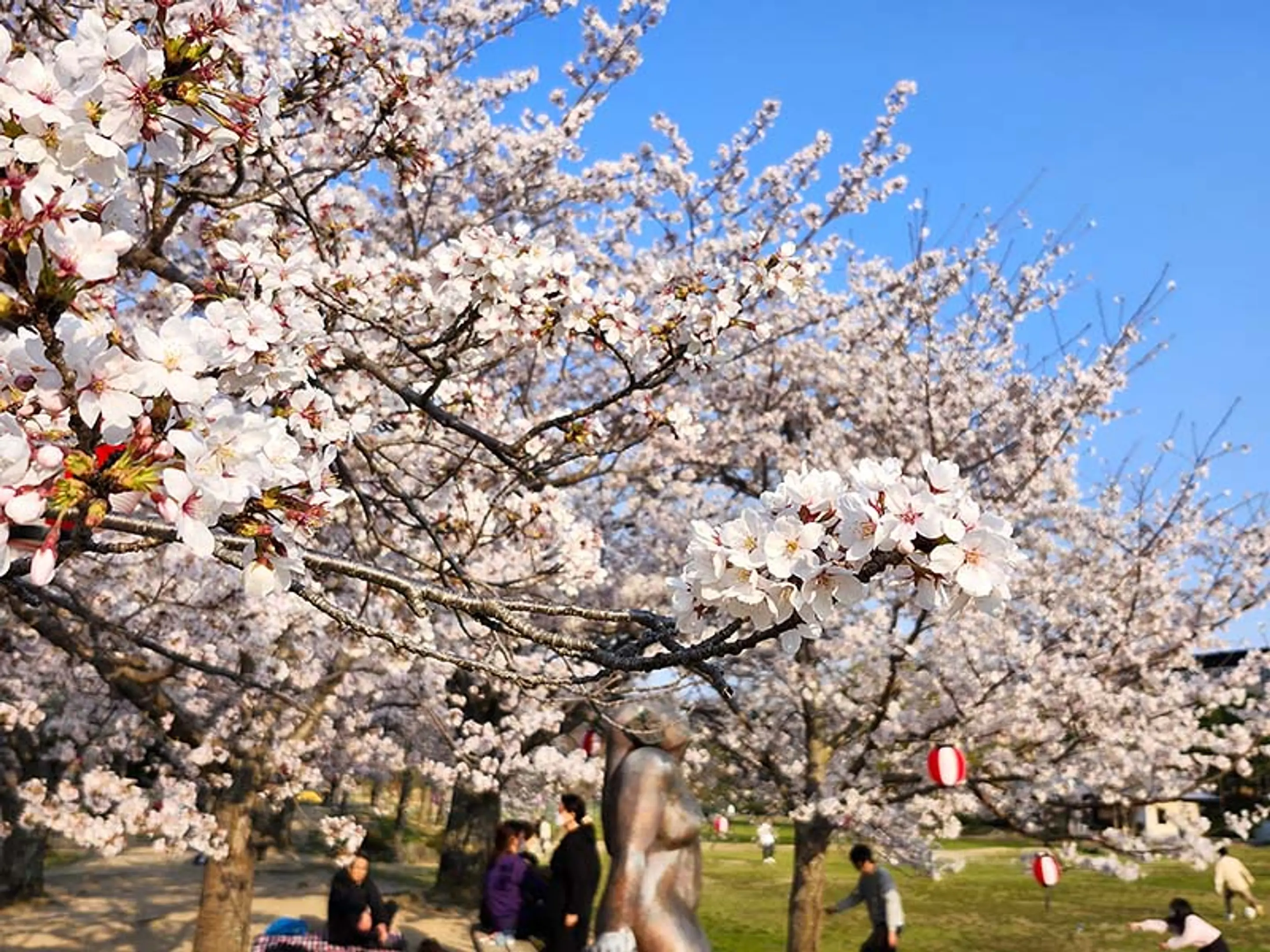 【けいはんな記念公園】桜