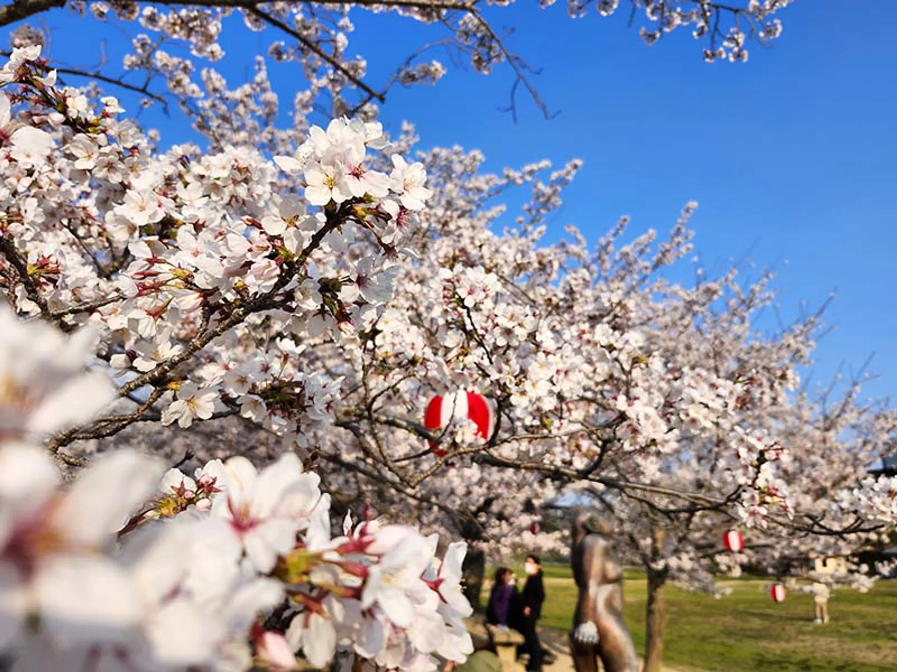 【けいはんな記念公園】桜