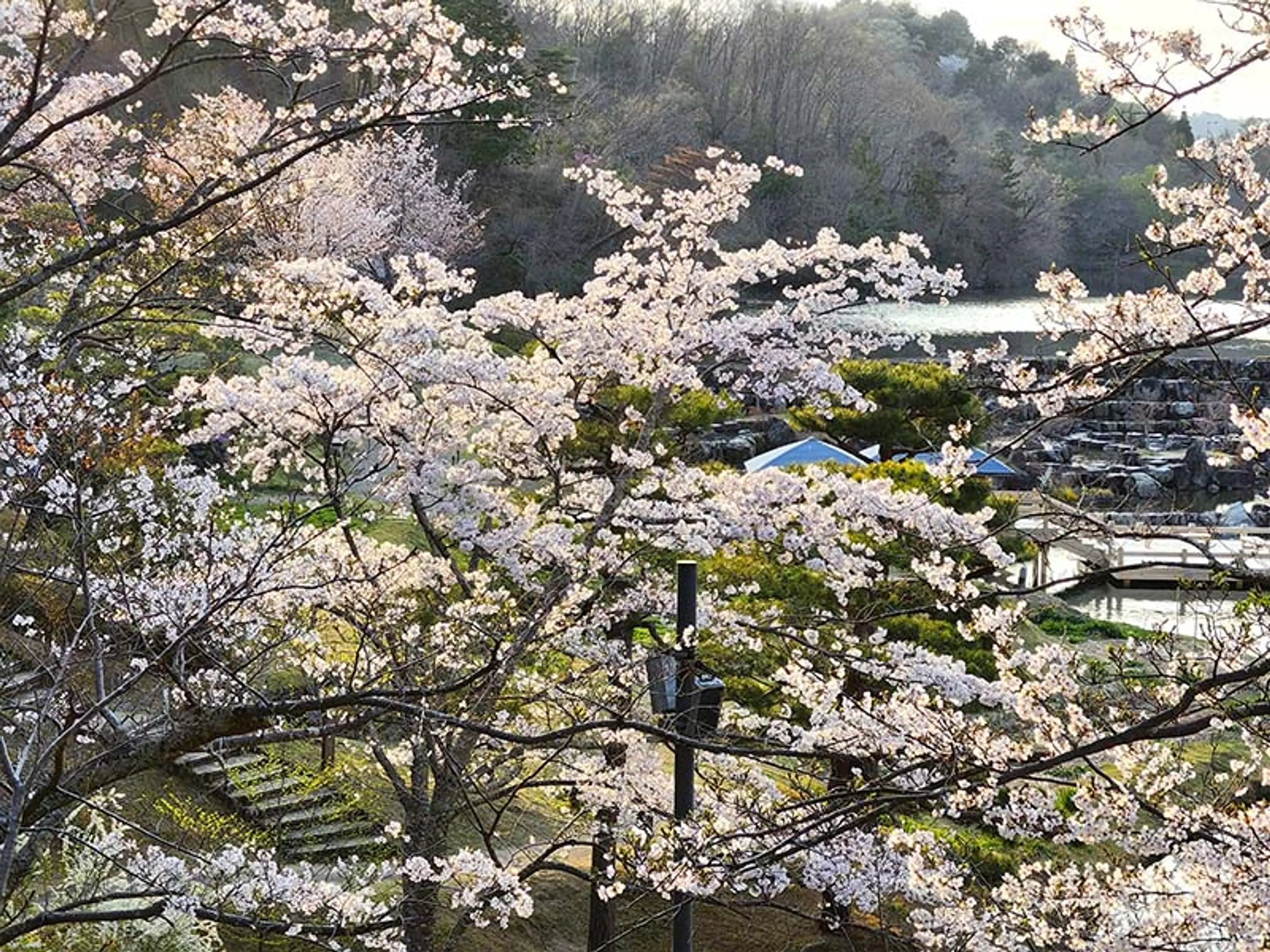 【けいはんな記念公園】桜