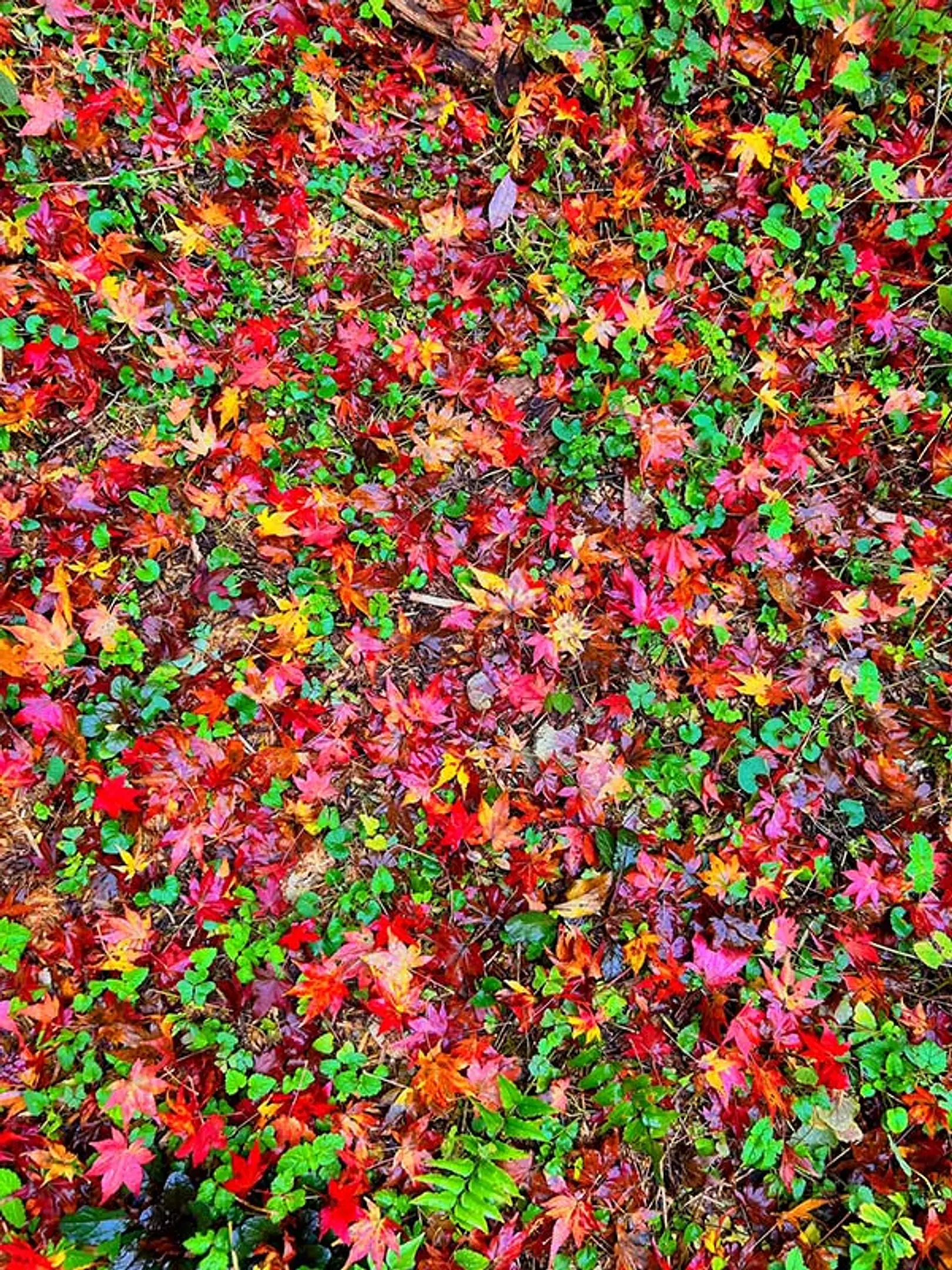 【志明院】紅葉