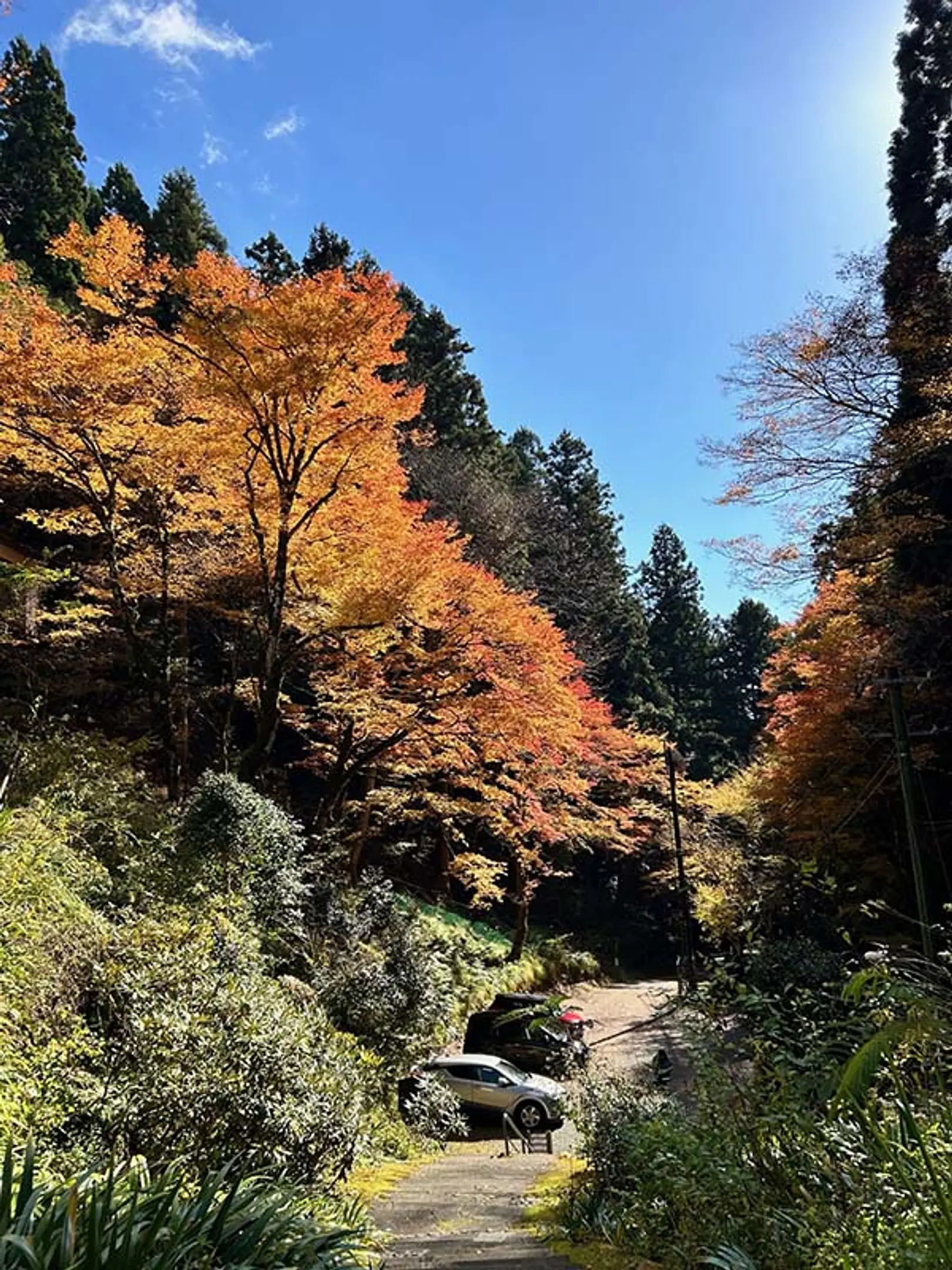 【志明院】紅葉