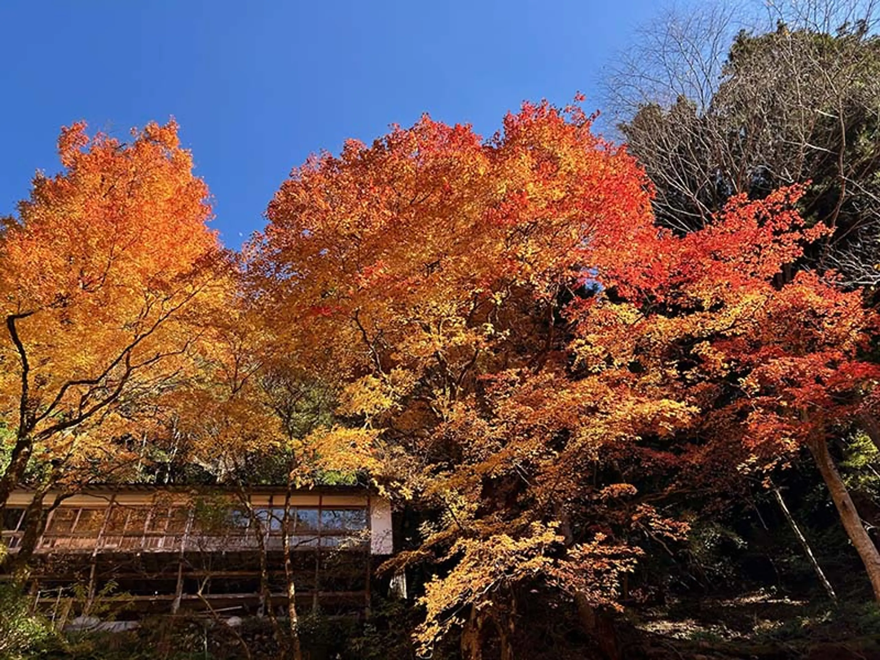【志明院】紅葉