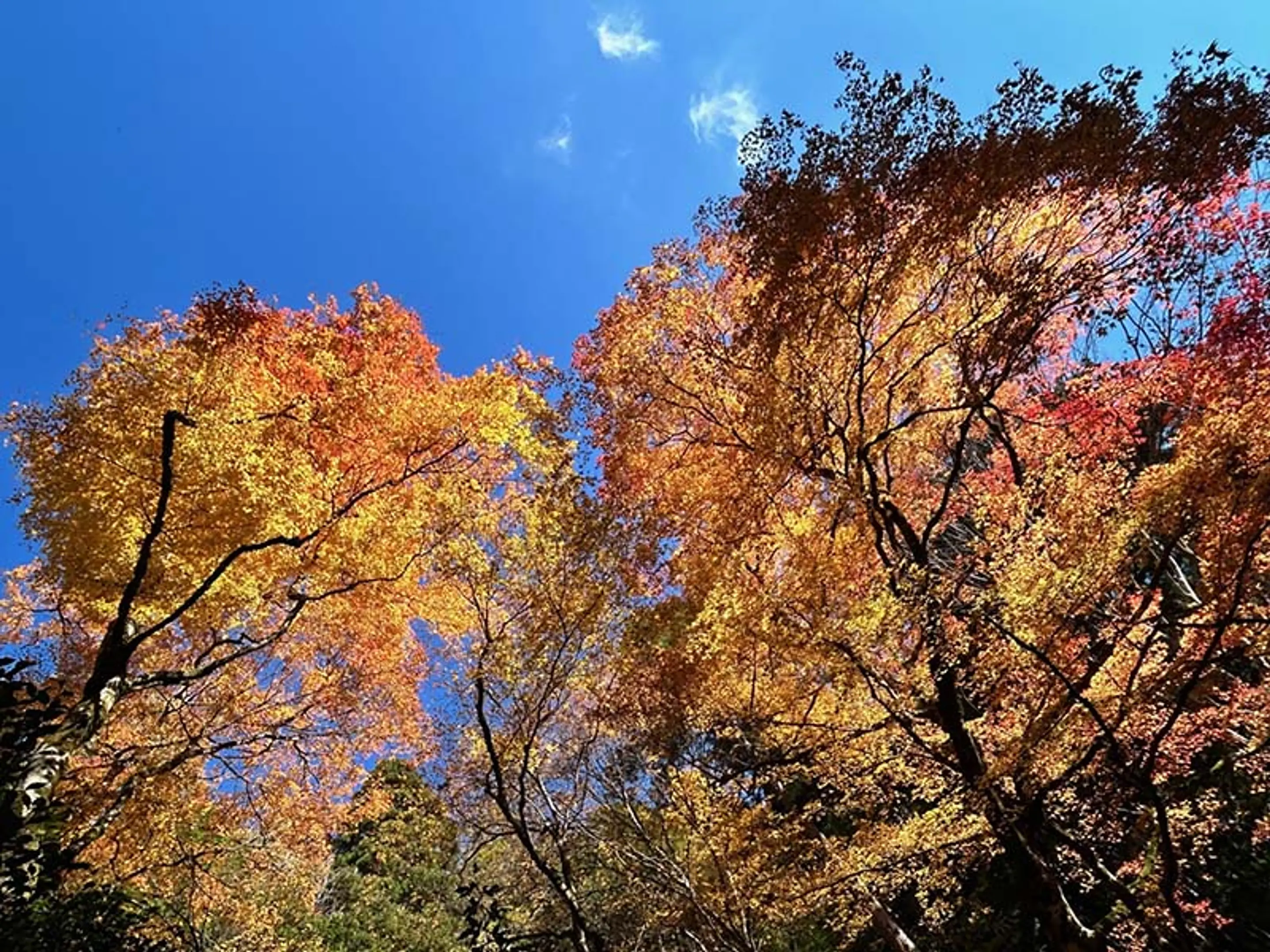 【志明院】紅葉