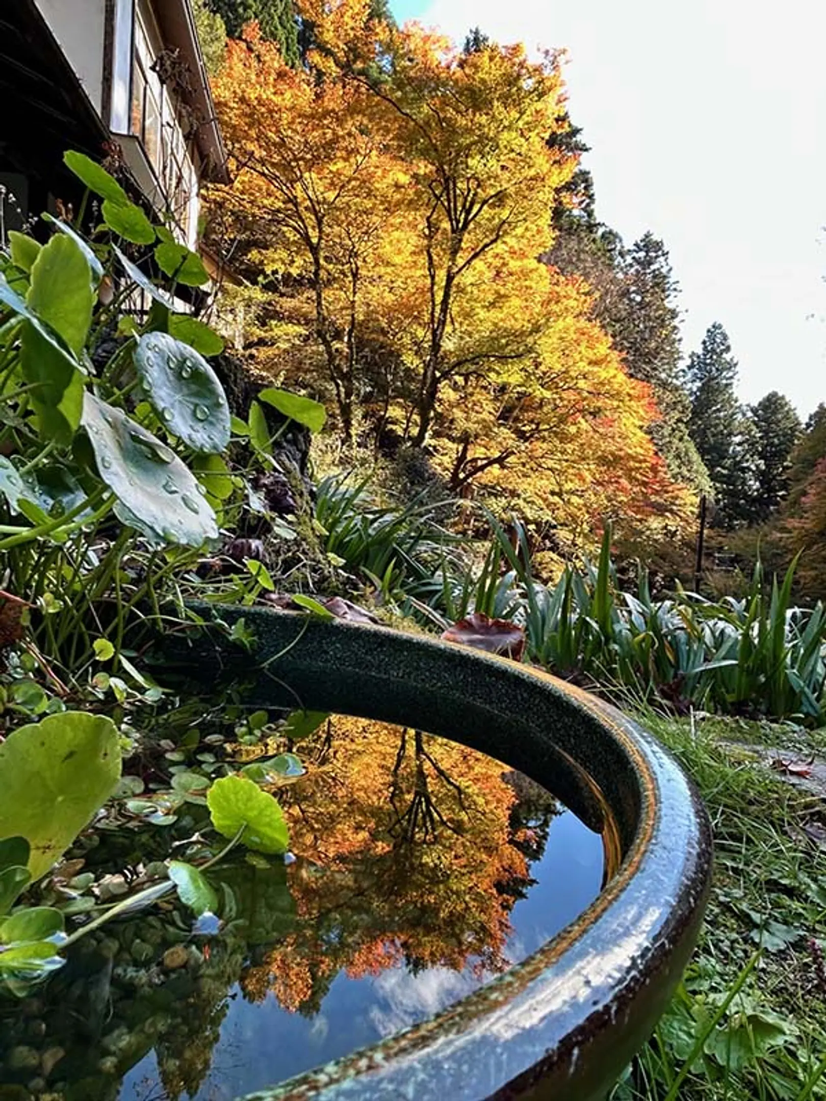 【志明院】紅葉