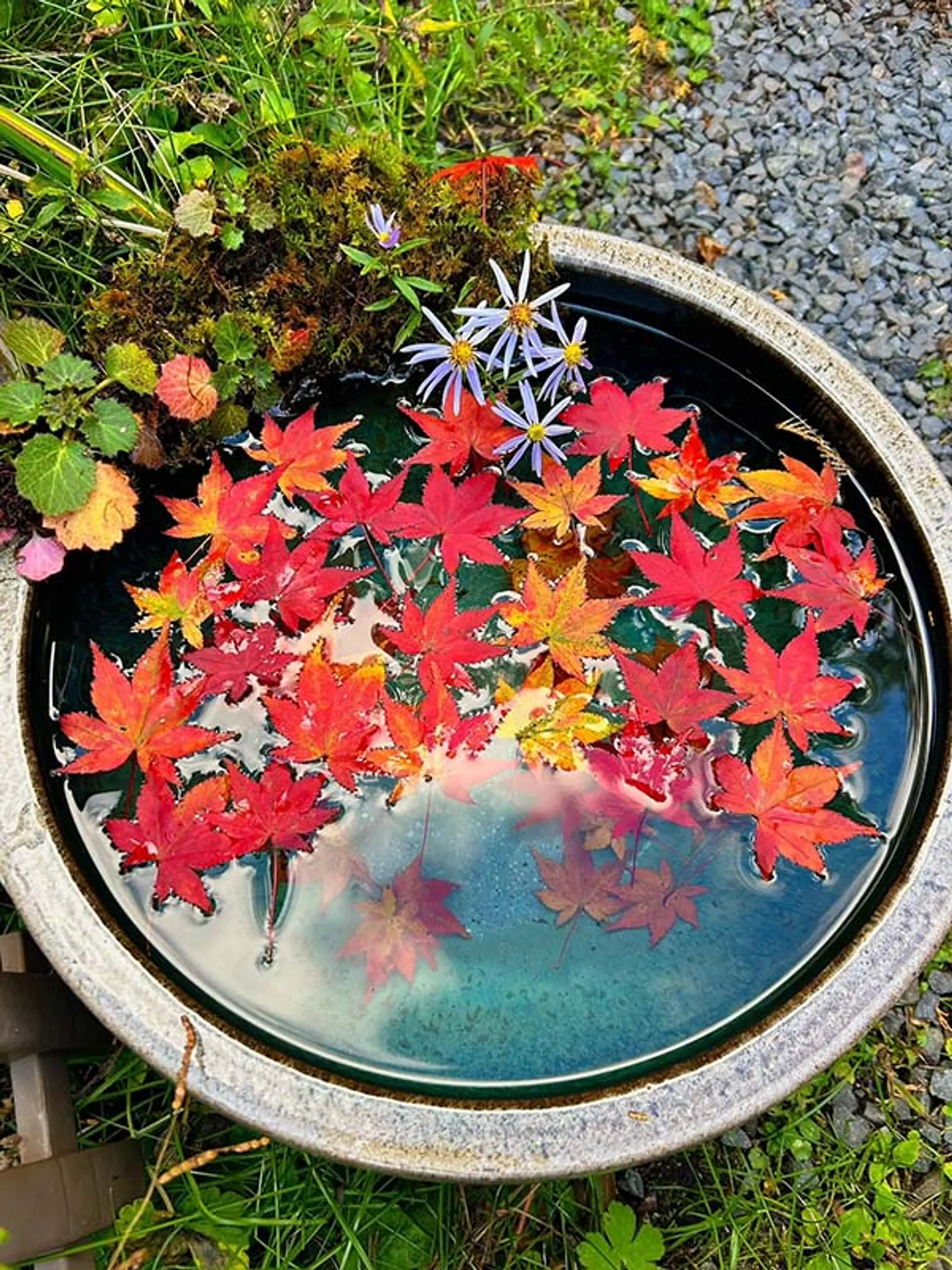 【志明院】紅葉