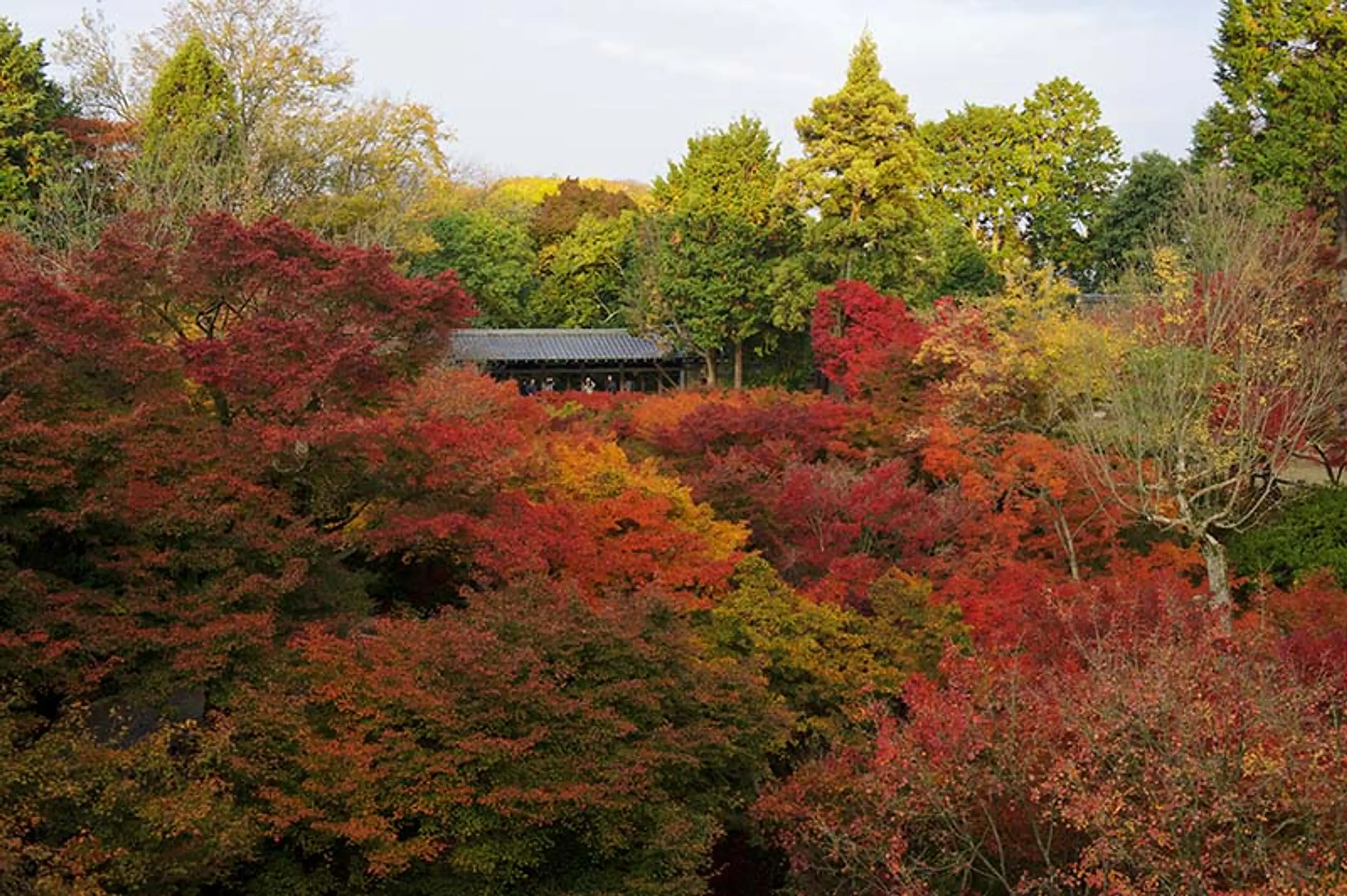 【大本山東福寺】紅葉
