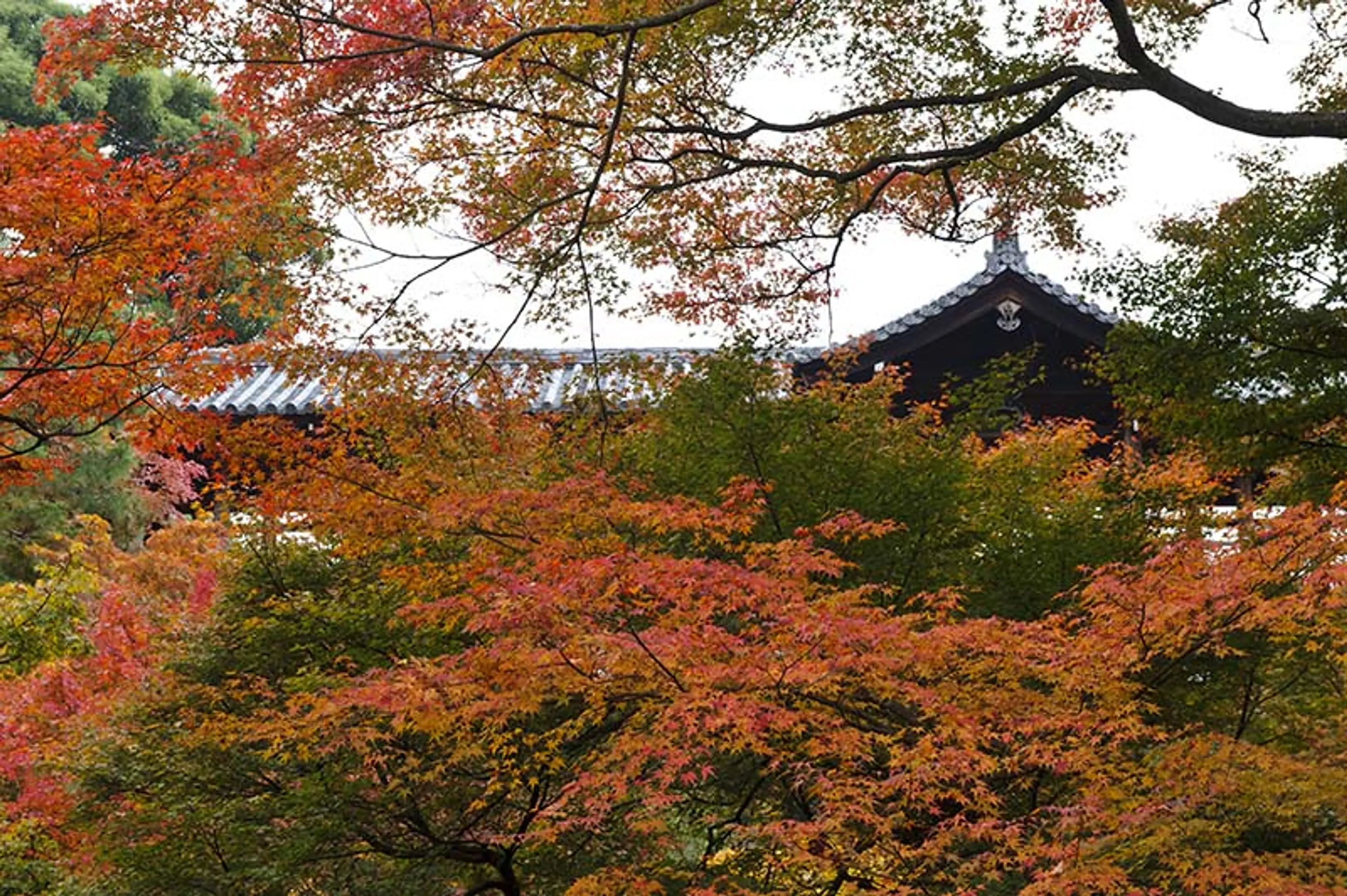 【大本山東福寺】紅葉