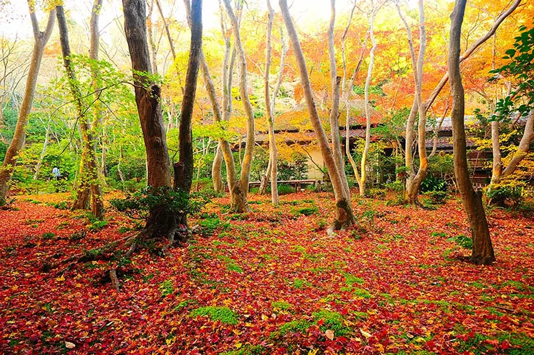 【祇王寺】紅葉