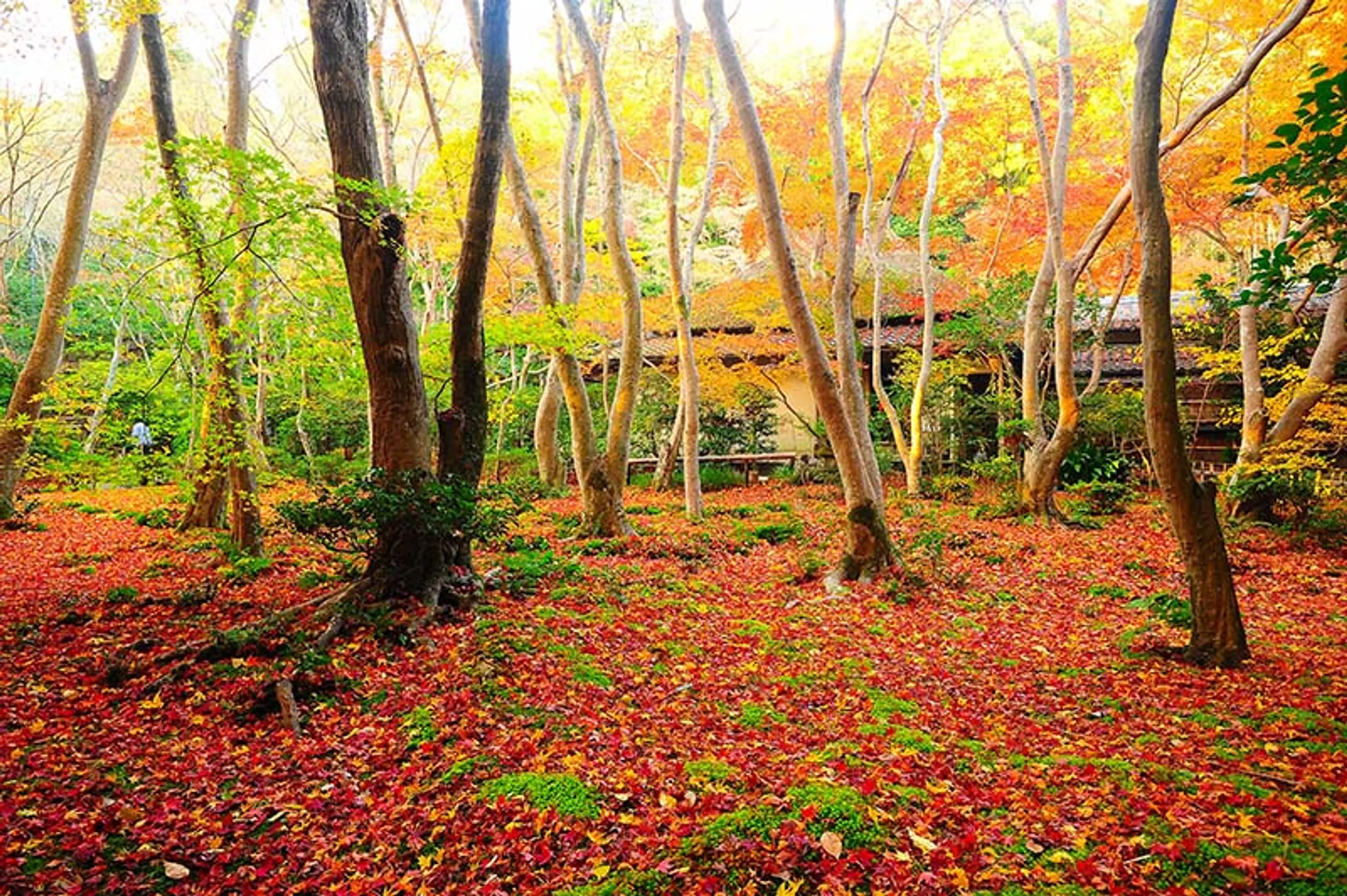 【祇王寺】紅葉