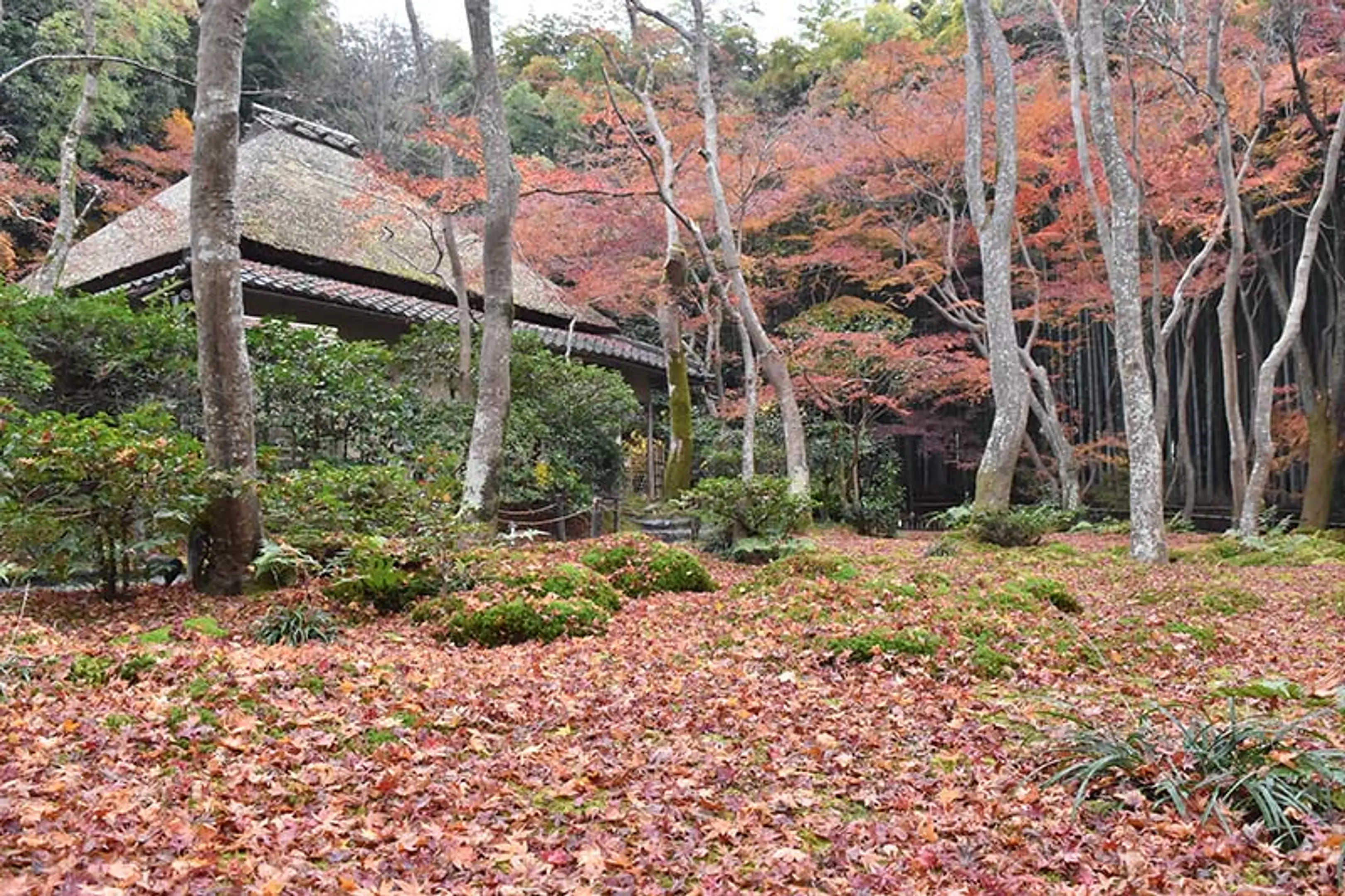 【祇王寺】紅葉