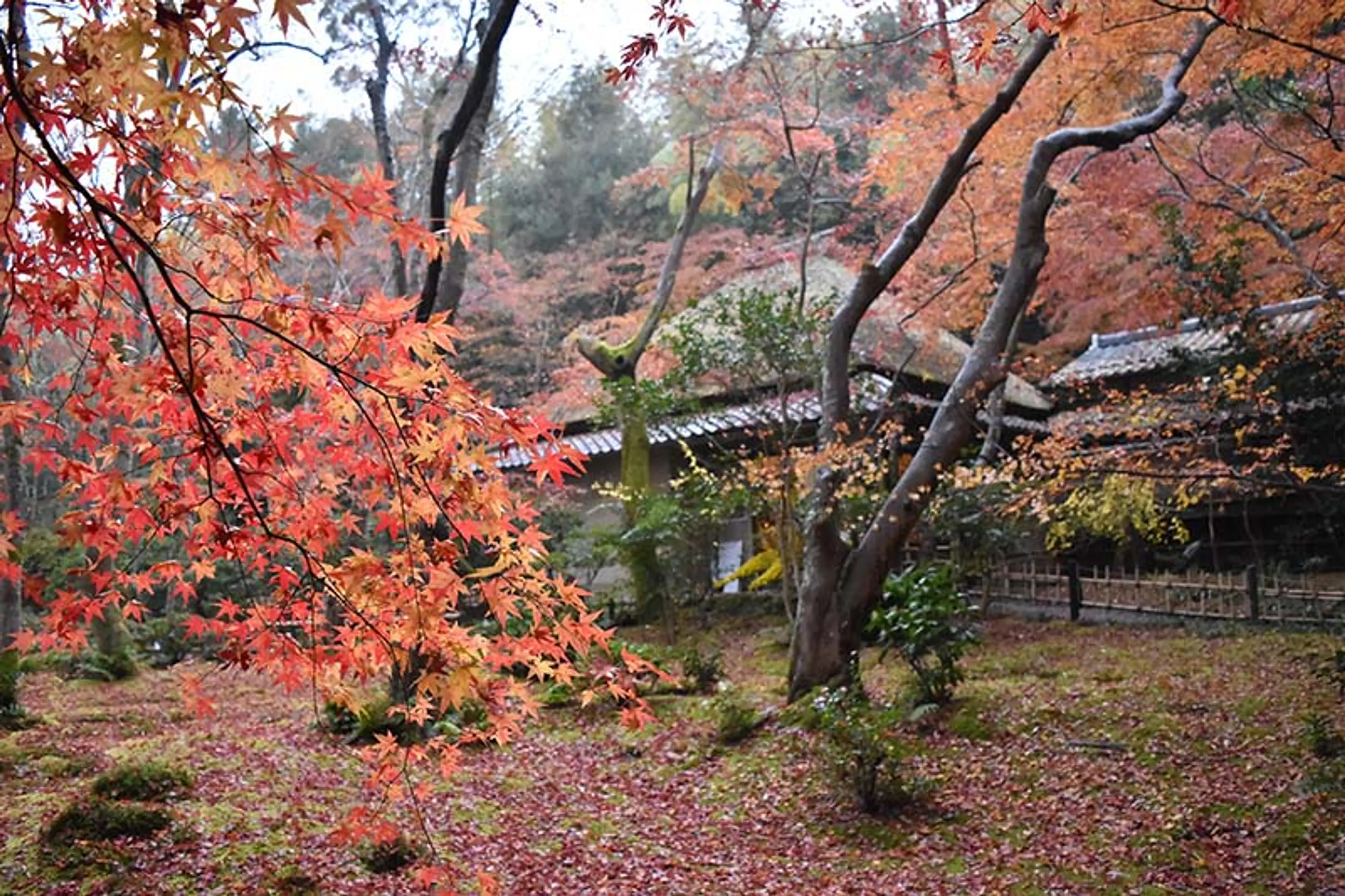 【祇王寺】紅葉