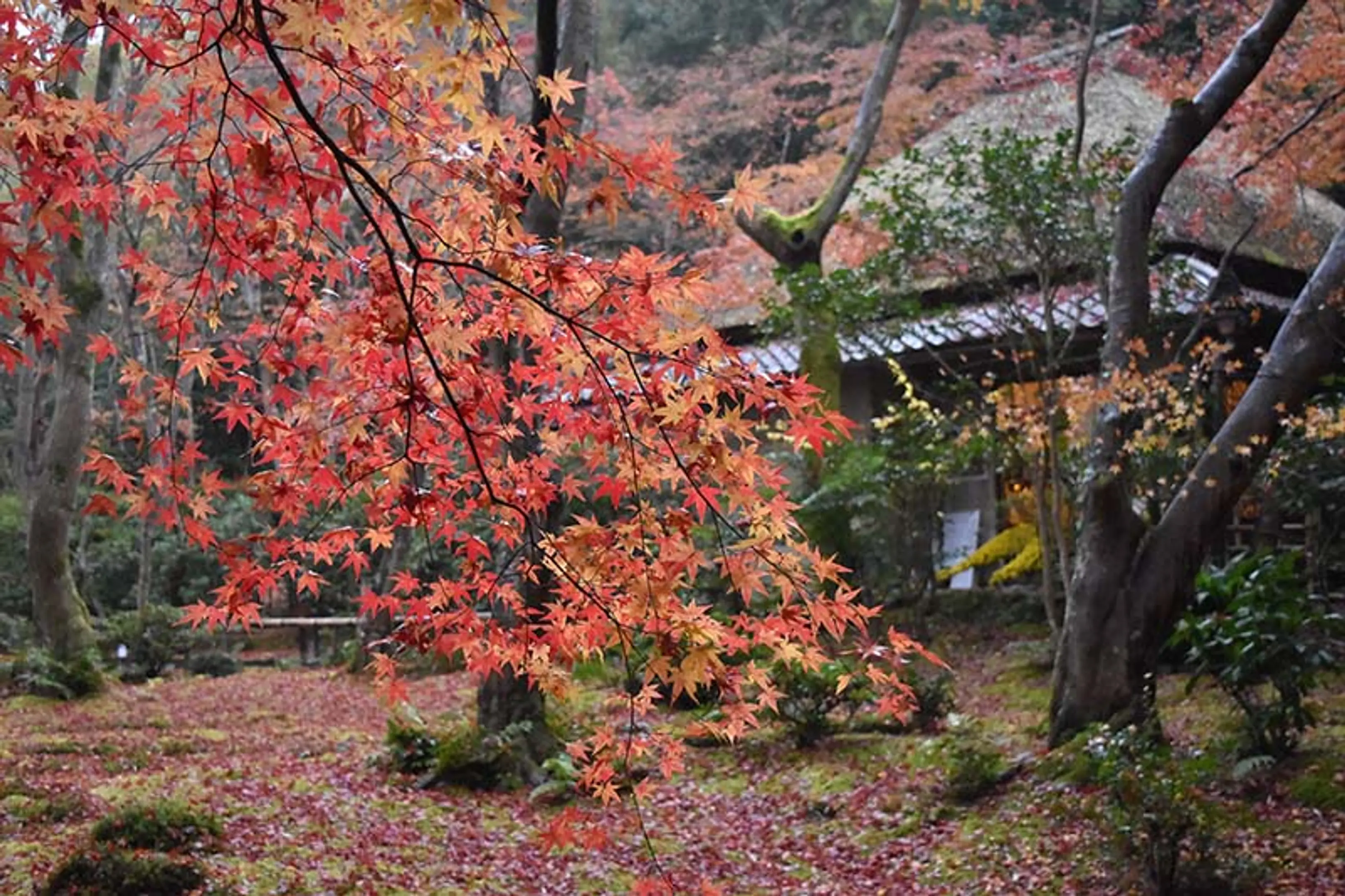 【祇王寺】紅葉