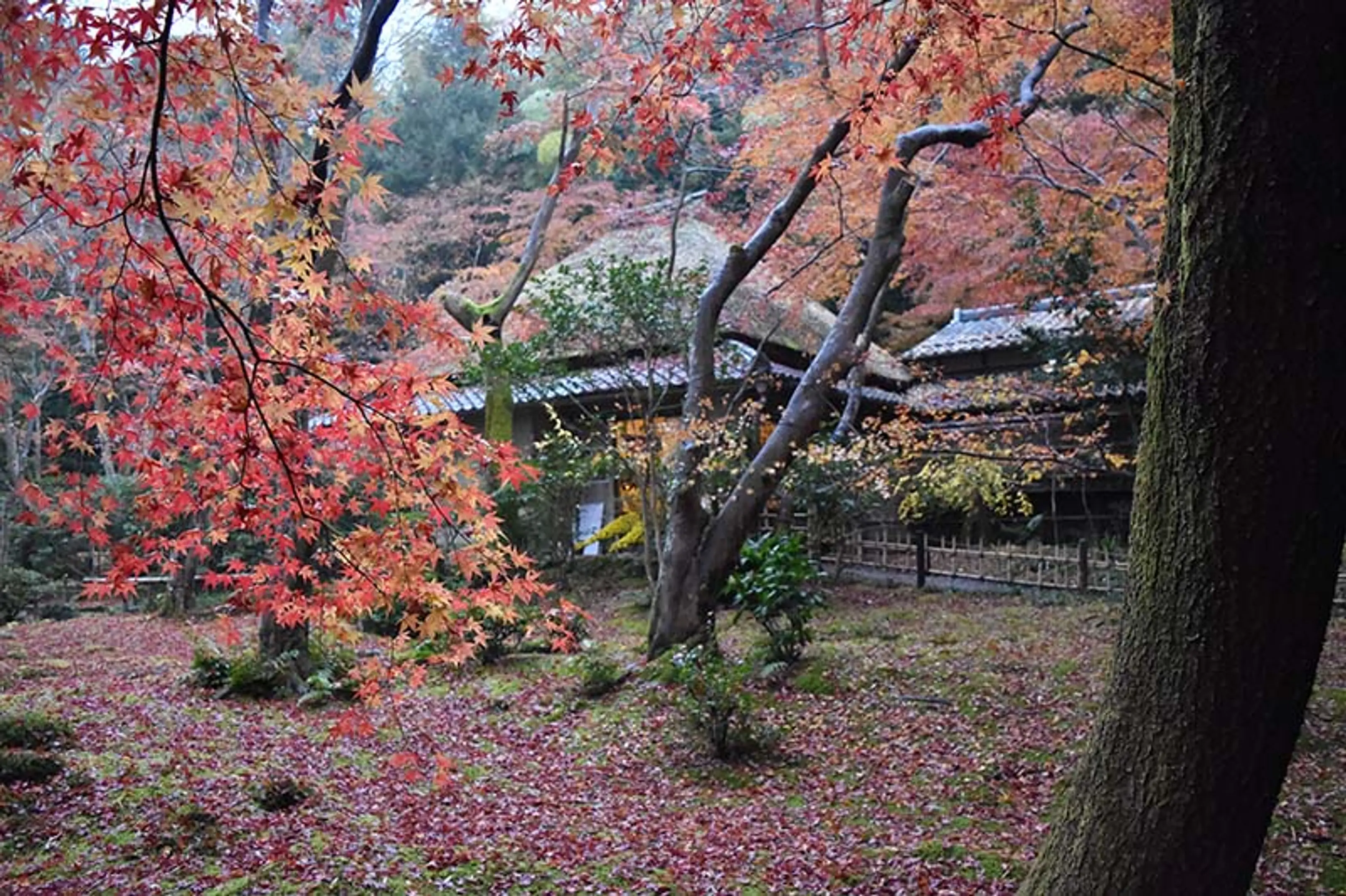 【祇王寺】紅葉