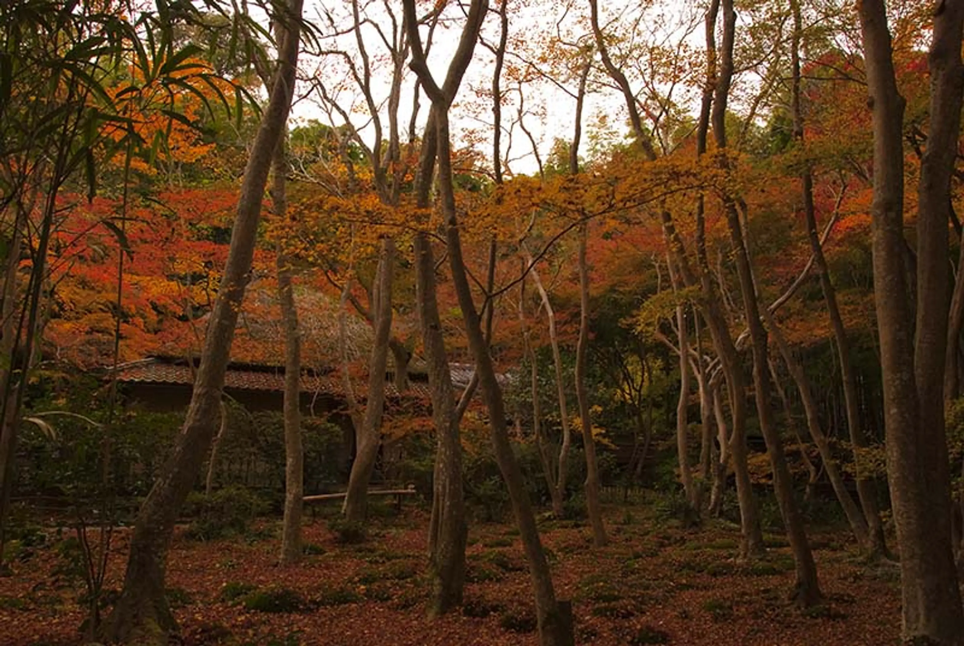 【祇王寺】紅葉