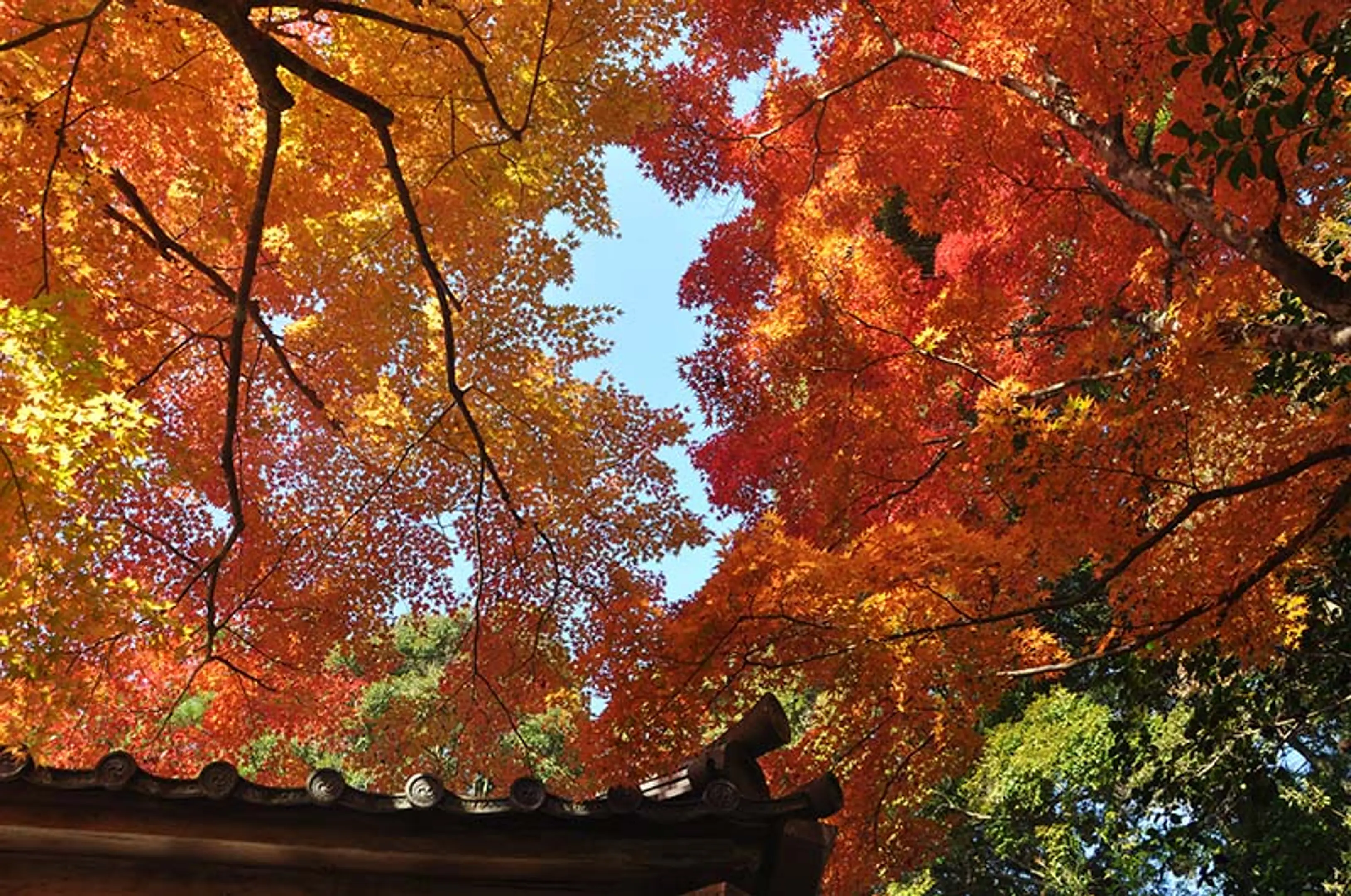 【神護寺】紅葉