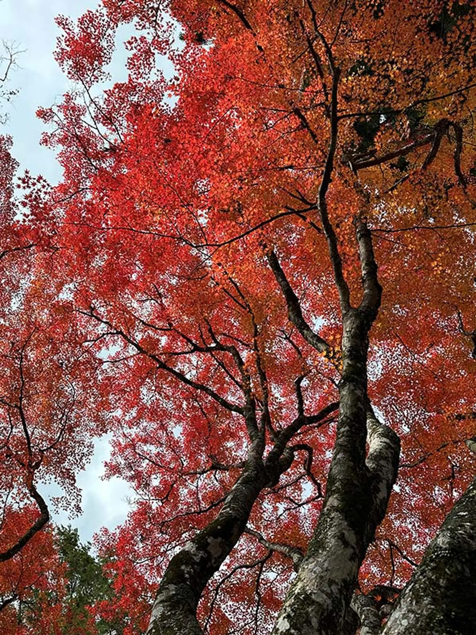 【神護寺】紅葉